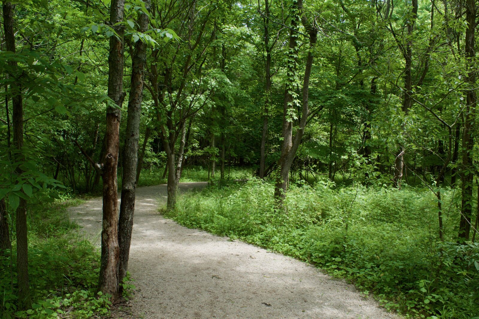 Nikon D5500 sample photo. Trail, hiking, hiking trail photography