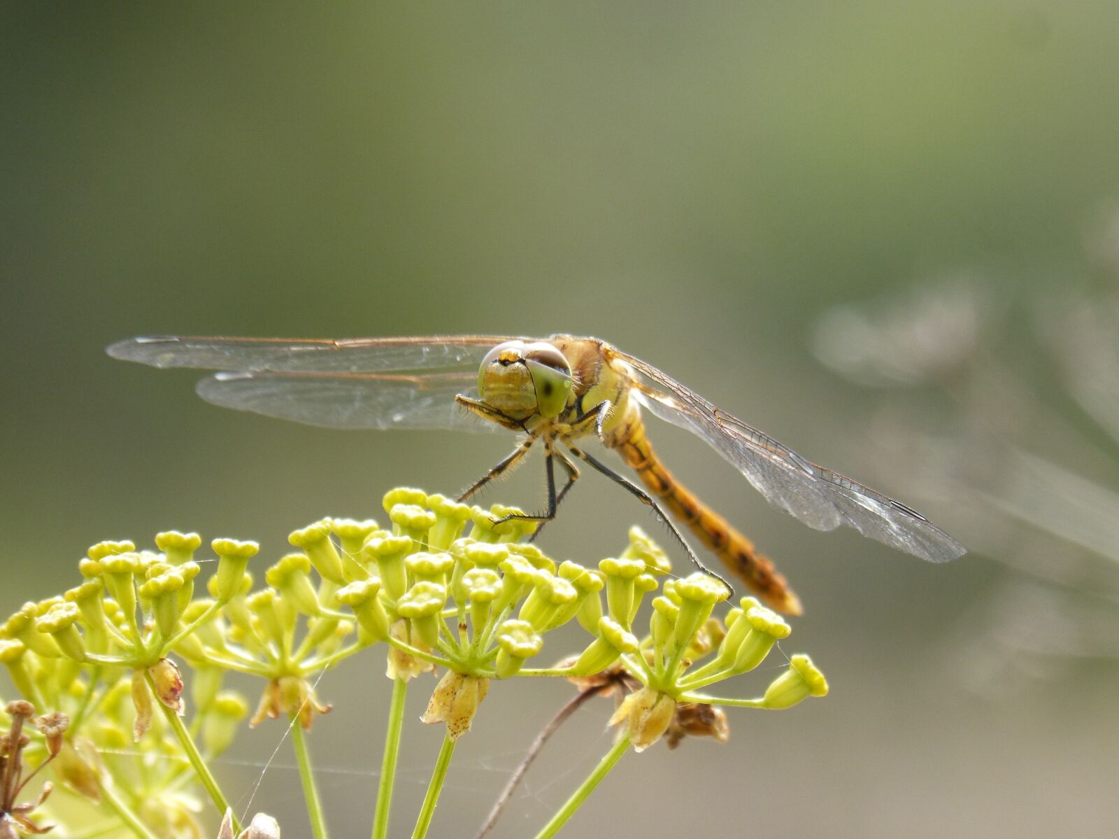 Panasonic DMC-FZ62 sample photo. Ib lula, yellow dragonfly photography