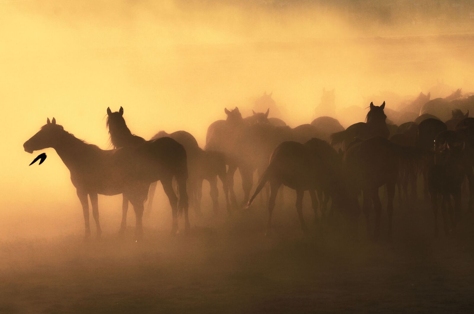 Nikon D7000 sample photo. Wild, horses, sunset photography