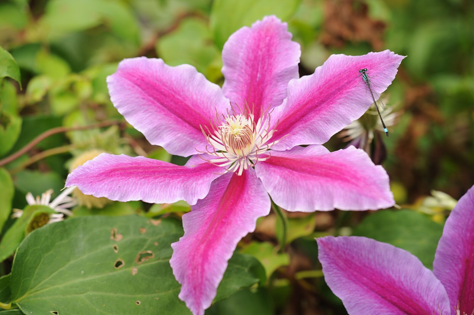 Nikon D3S sample photo. Clematis, flower, blossom photography