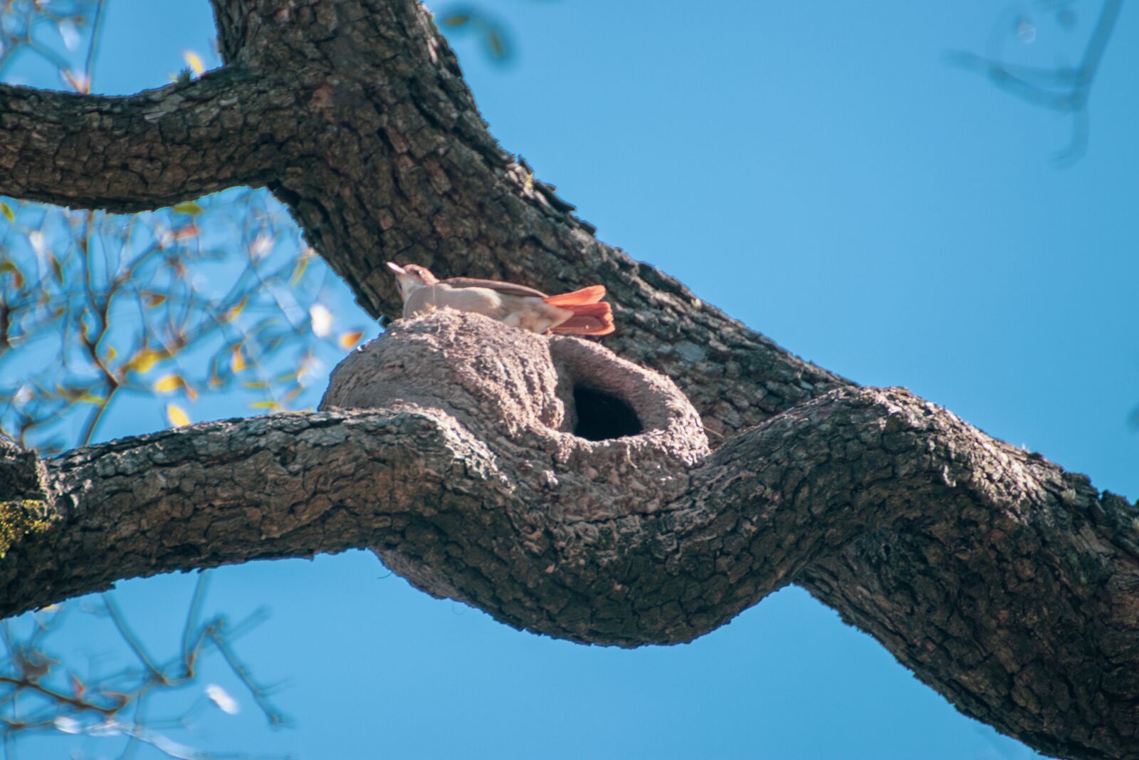 Canon EOS 200D (EOS Rebel SL2 / EOS Kiss X9) sample photo. Nest, rufous hornero, uruguay photography