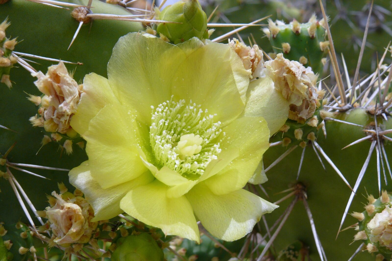 Panasonic DMC-FZ50 sample photo. Cactus, flowers, yellow photography
