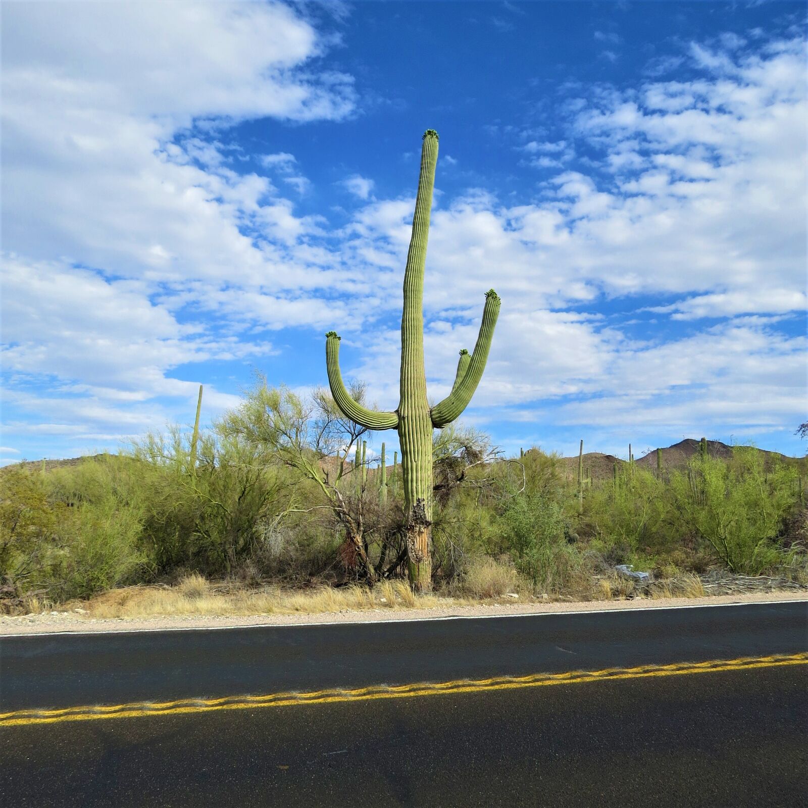 Canon PowerShot SX50 HS sample photo. Cactus, arizona, saguaro photography