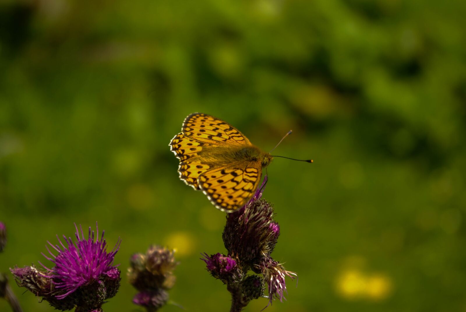 Samsung GX-10 sample photo. Butterfly, nature, close up photography