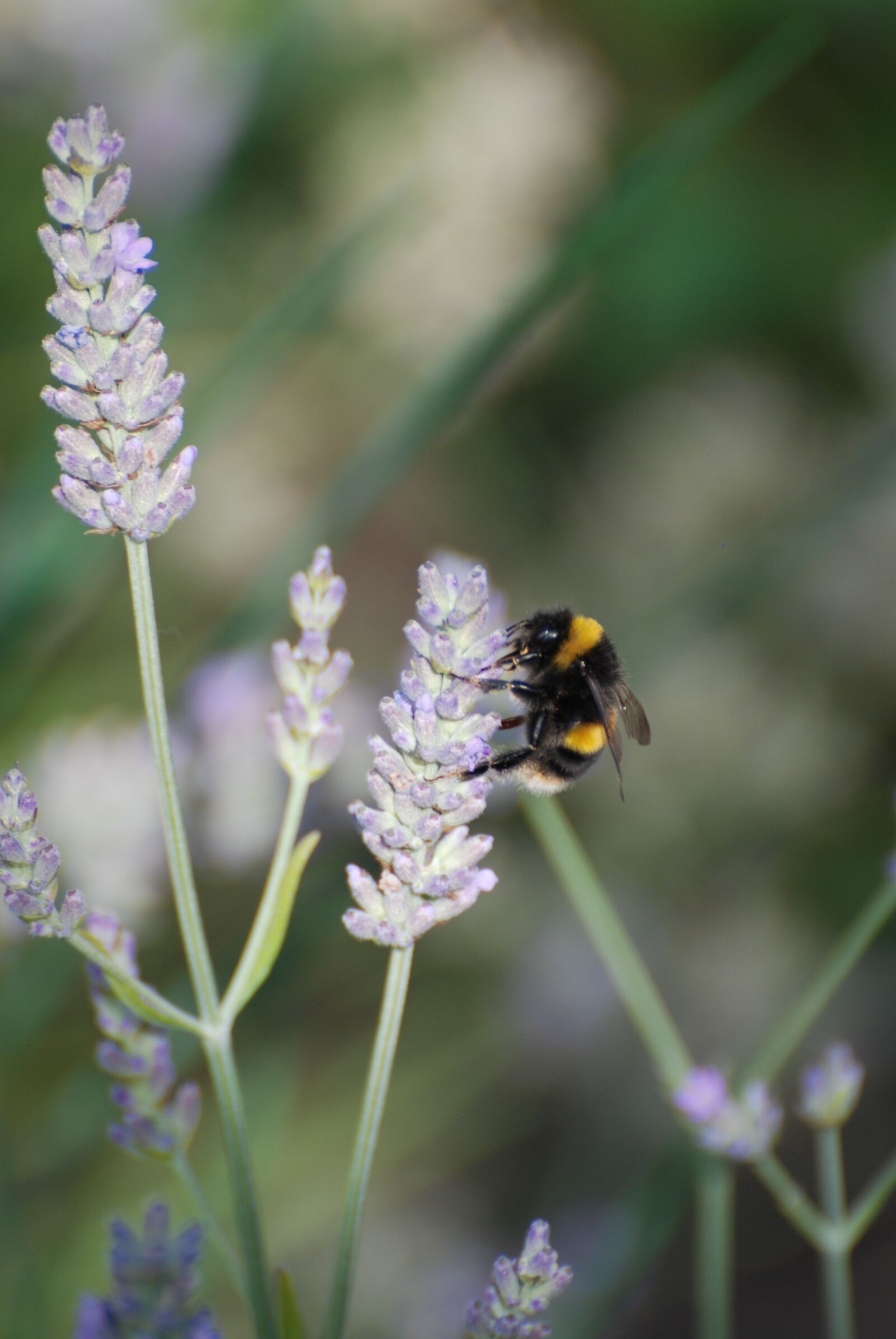 Nikon D80 sample photo. Lavender, bee, bumblebee photography