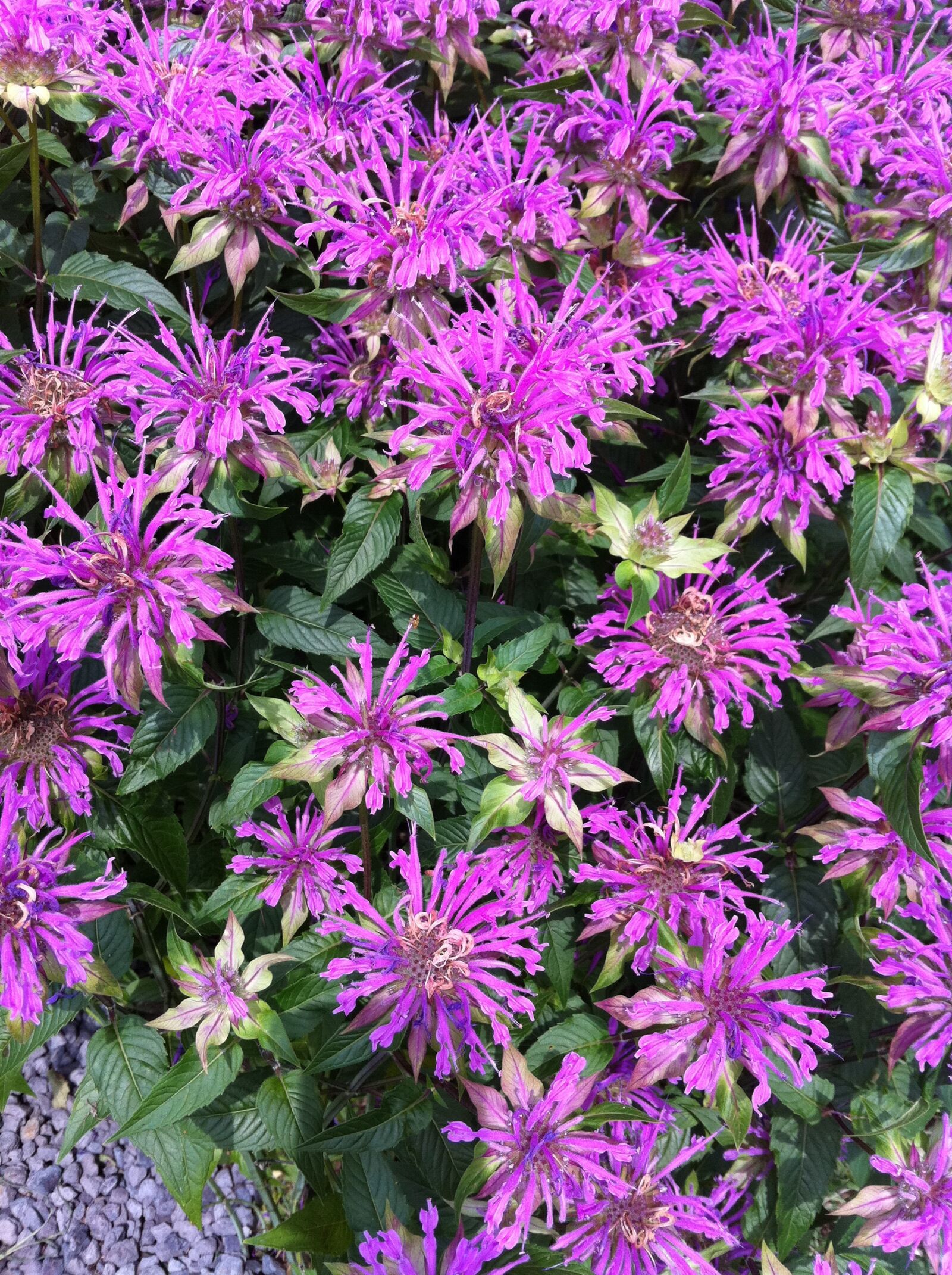Apple iPhone 4 sample photo
