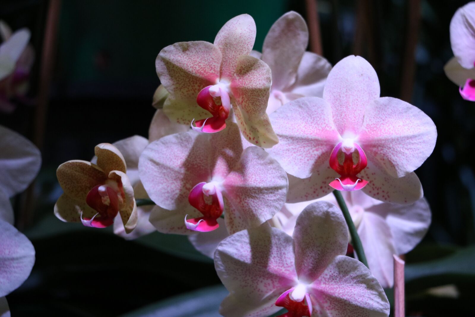 Canon EOS 760D (EOS Rebel T6s / EOS 8000D) sample photo. Orchid, floral, blossom photography