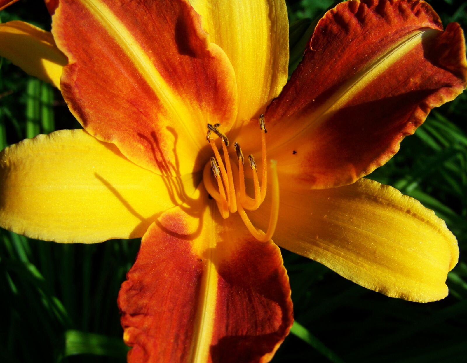 Kodak EASYSHARE ZD710 ZOOM DIGITAL CAMERA sample photo. Daylily, flower garden, summer photography
