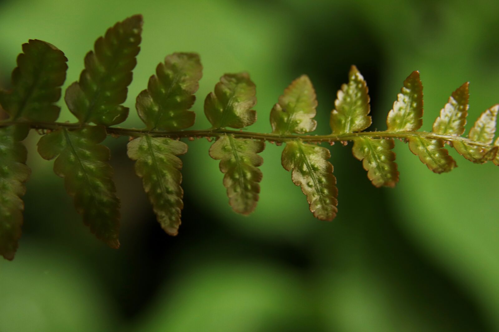 Canon EOS 800D (EOS Rebel T7i / EOS Kiss X9i) sample photo. Fern, fiddlehead, green photography