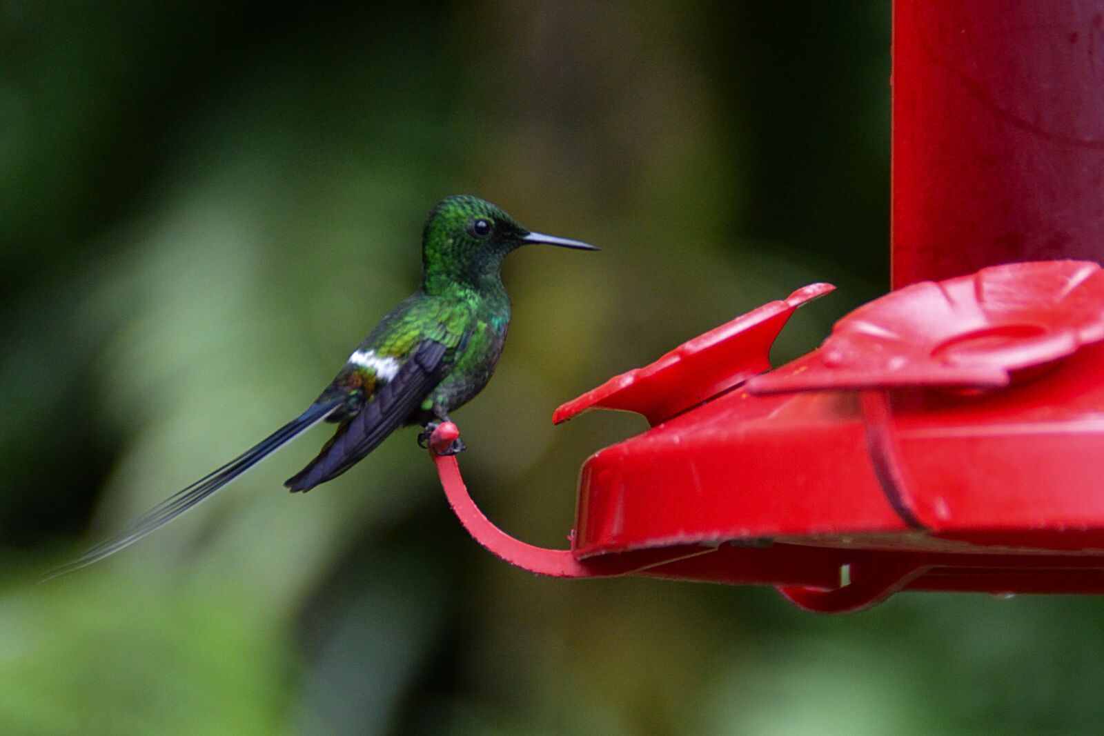 Nikon D3200 sample photo. Ave, hummingbird, nature photography