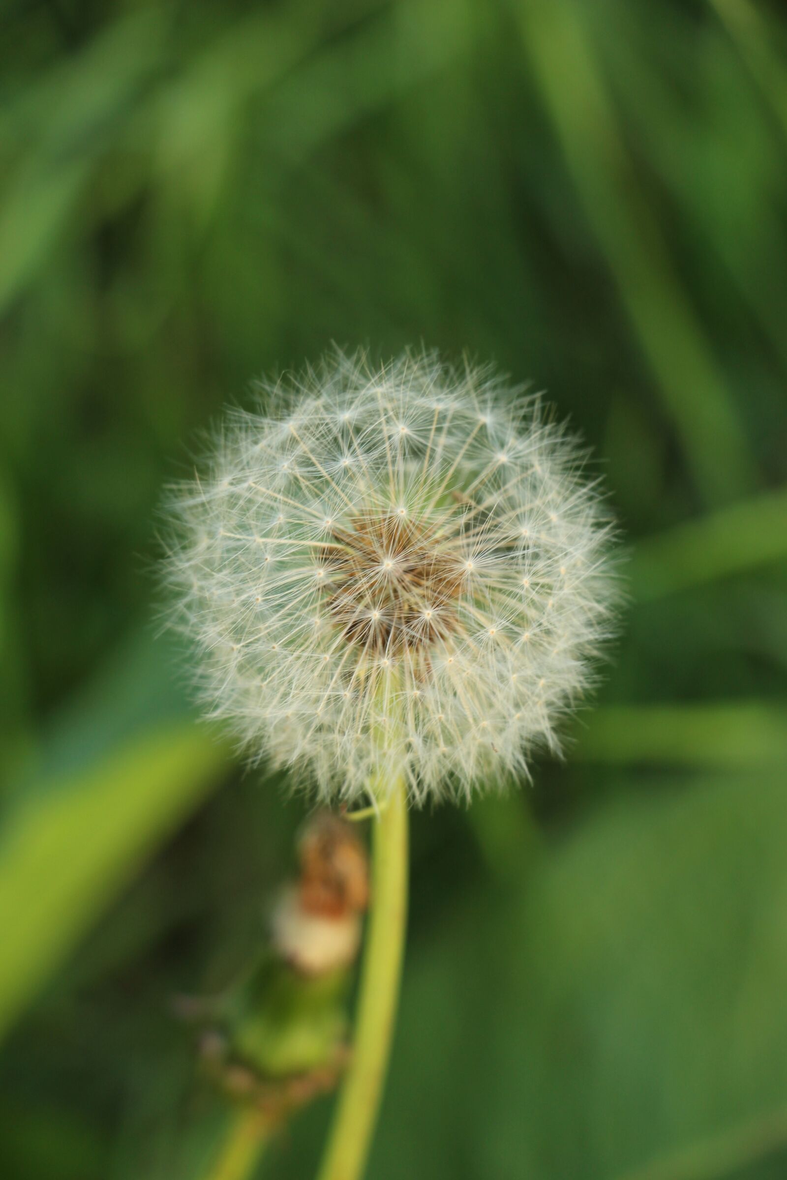 Canon EOS 700D (EOS Rebel T5i / EOS Kiss X7i) sample photo. Dandelion, dandelion fluff, flower photography