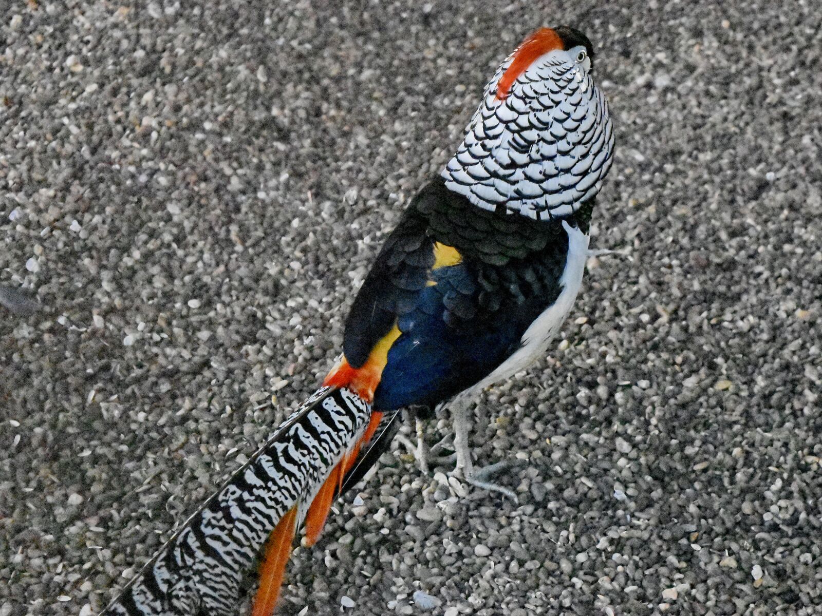 Nikon D5500 sample photo. Exotic, ornithology, pheasant, tropical photography