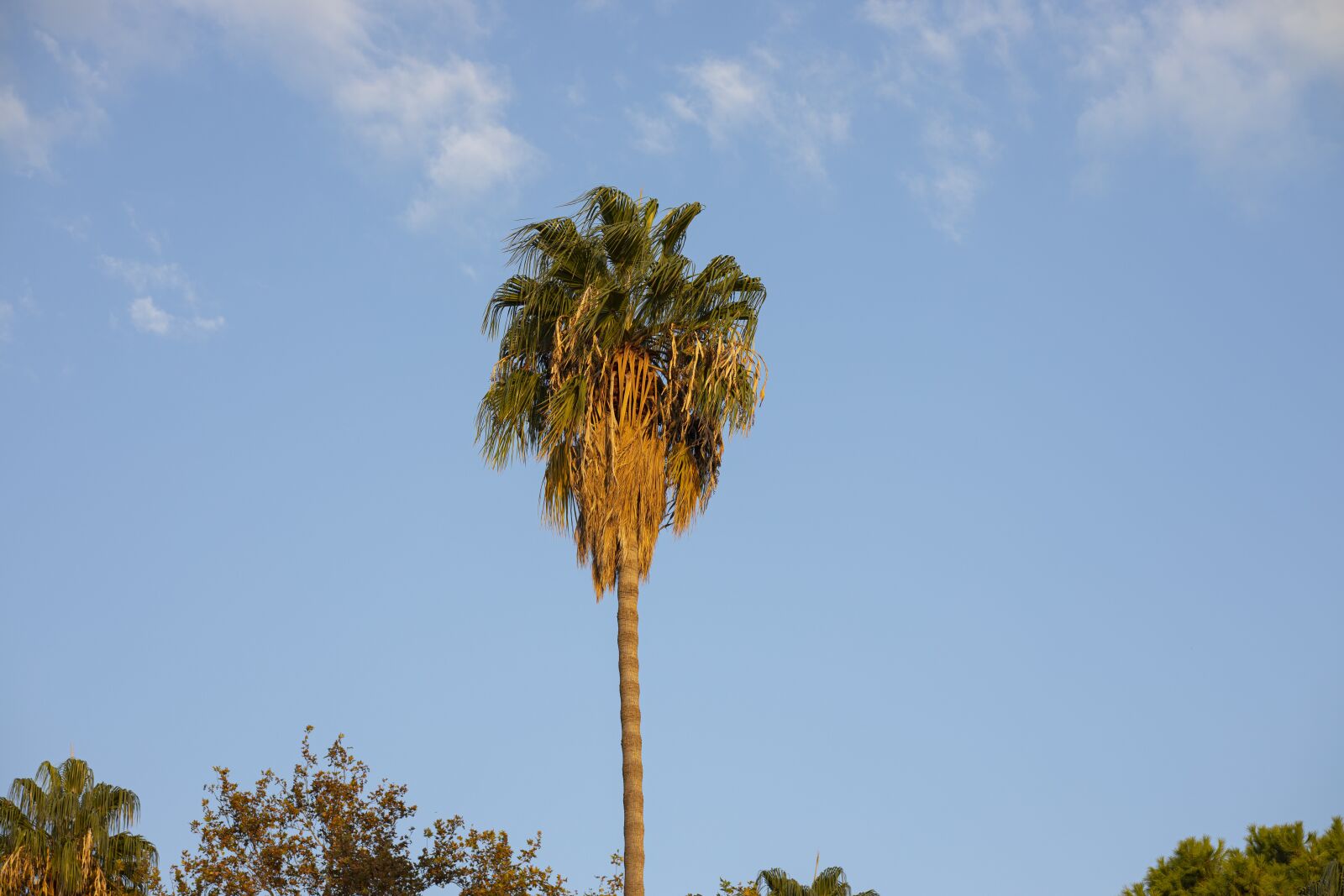 Canon EOS R + Canon RF 85mm F1.2L USM sample photo. Palm tree, tree, tropical photography