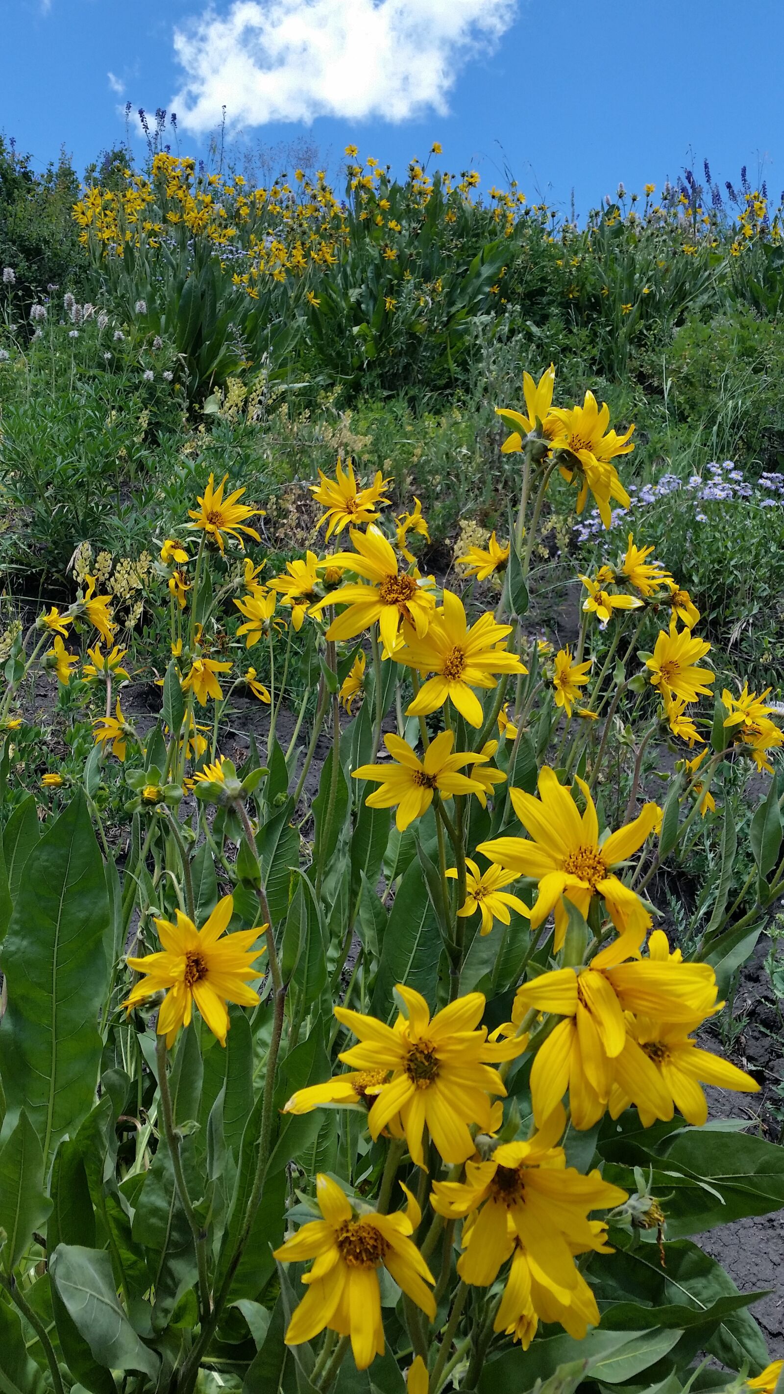 Samsung Galaxy S5 sample photo. Flowers, mountains, grassland photography