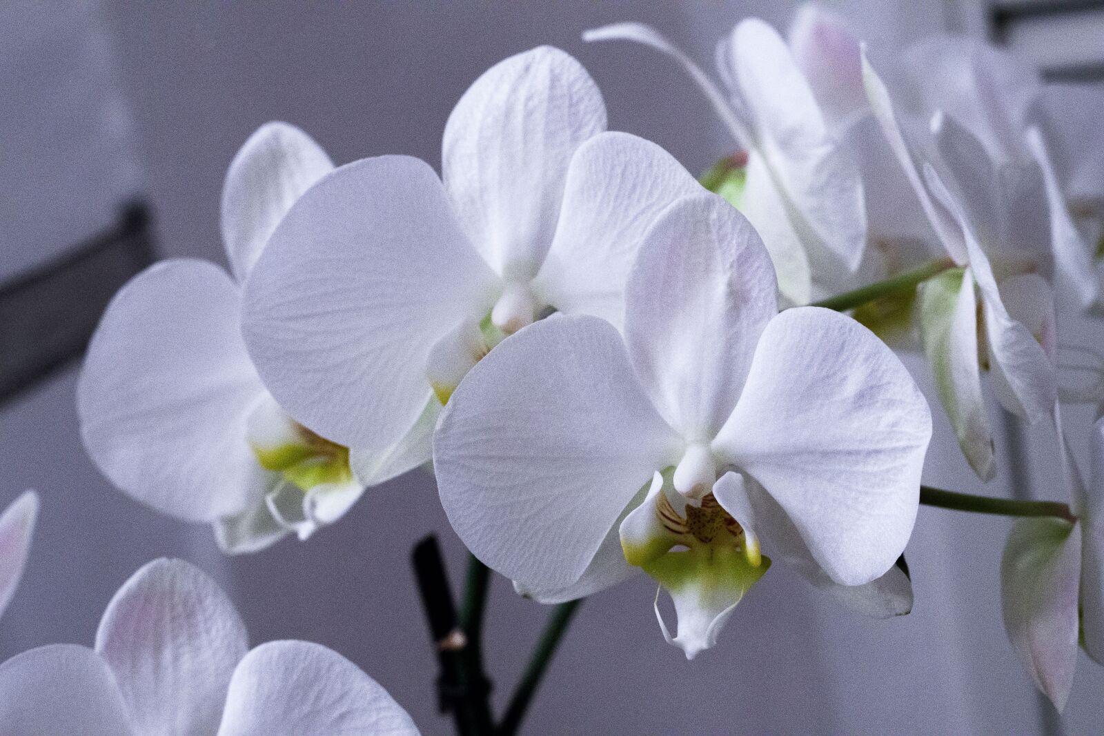 Pentax smc DA 50mm F1.8 sample photo. Orchids, birthday, 2018 photography