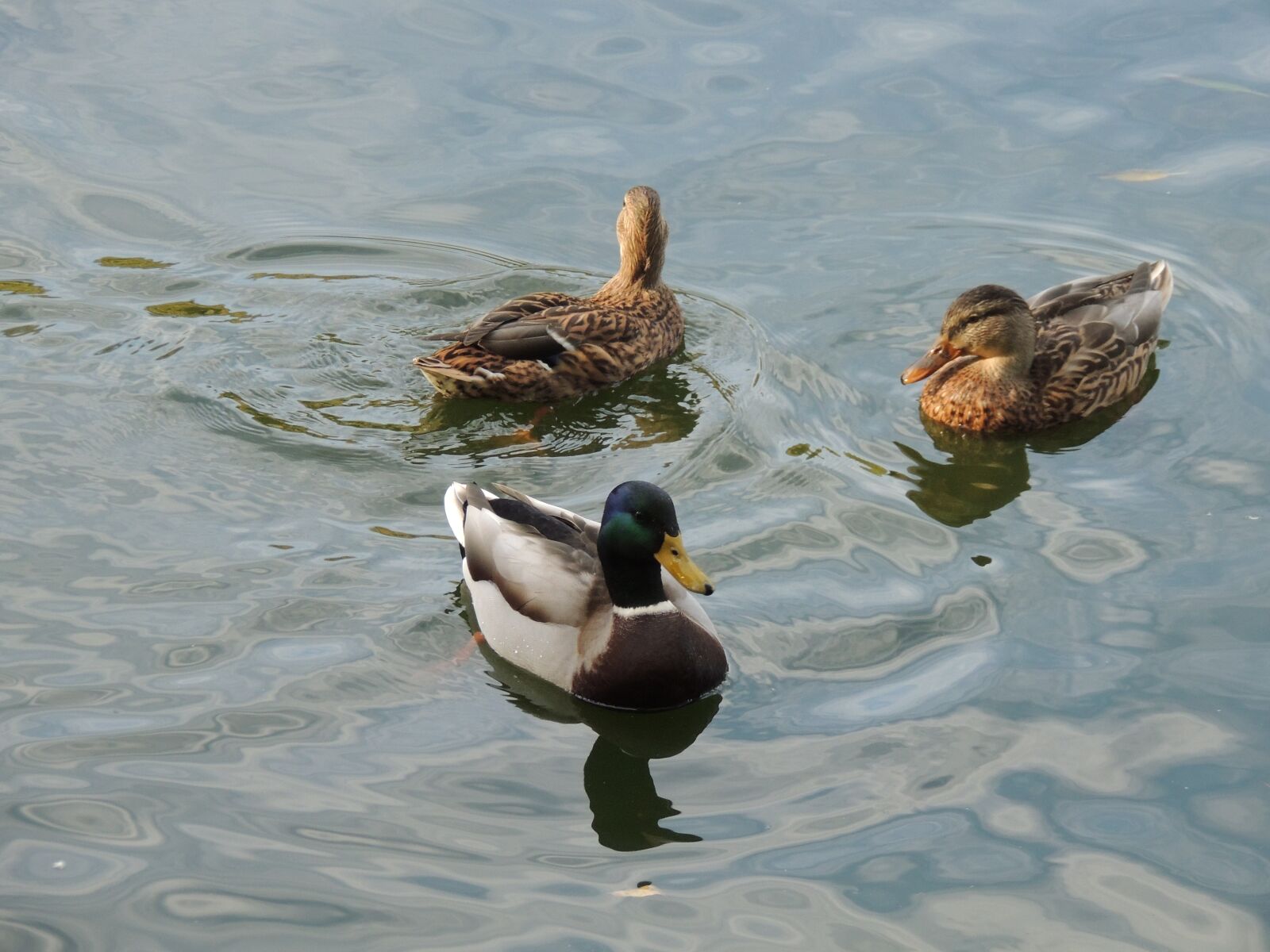 Nikon Coolpix P510 sample photo. Duck, birds, bird photography