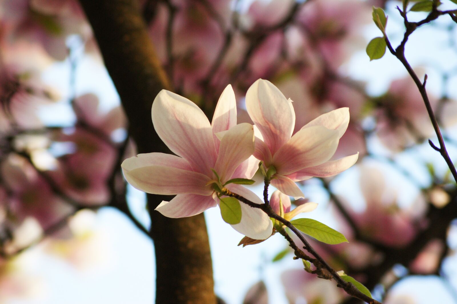Sony Alpha DSLR-A350 sample photo. Magnolia, branch, blossom photography