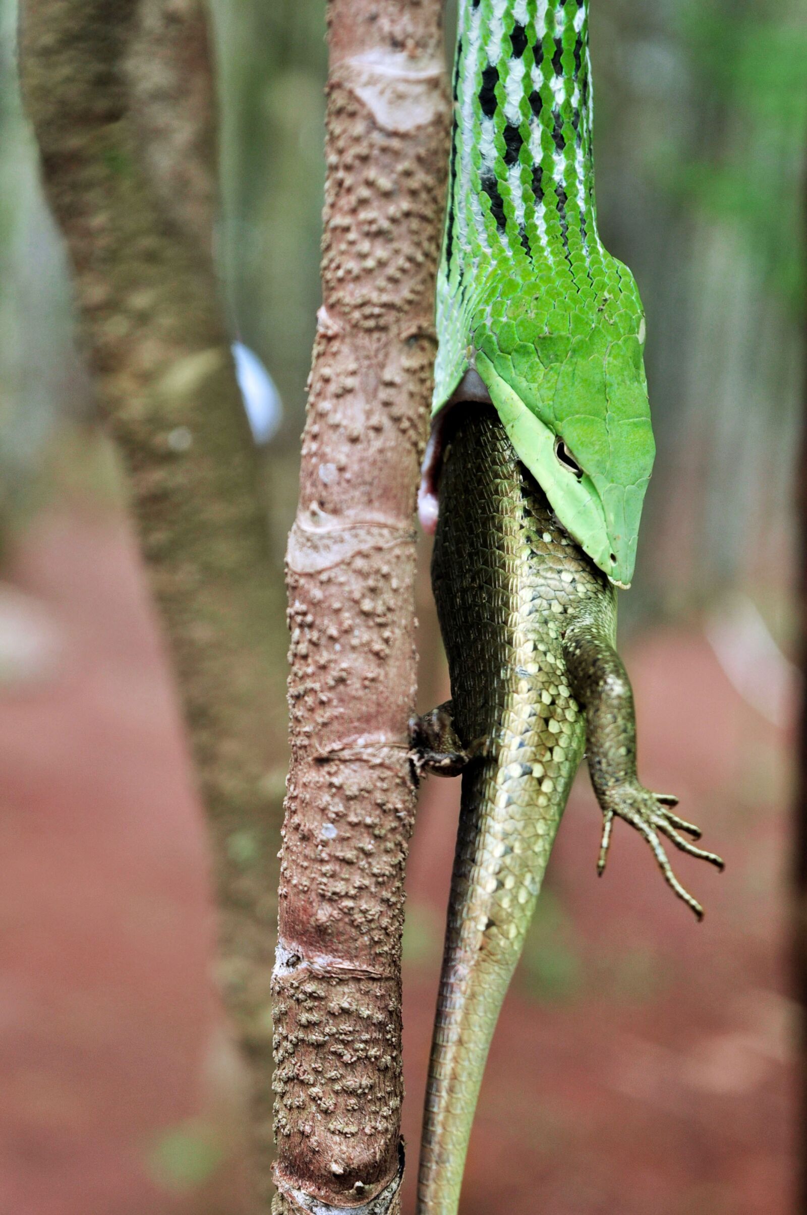 Nikon D90 sample photo. Nature, reptile, lizard photography