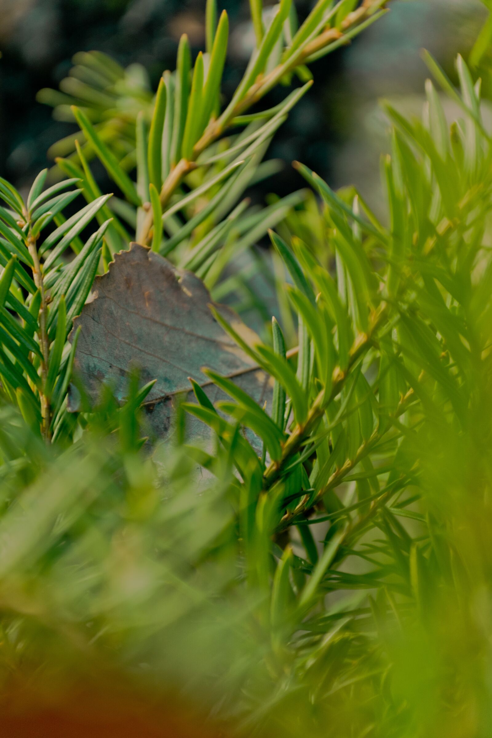 Nikon D3300 sample photo. Leaf, green, winter photography
