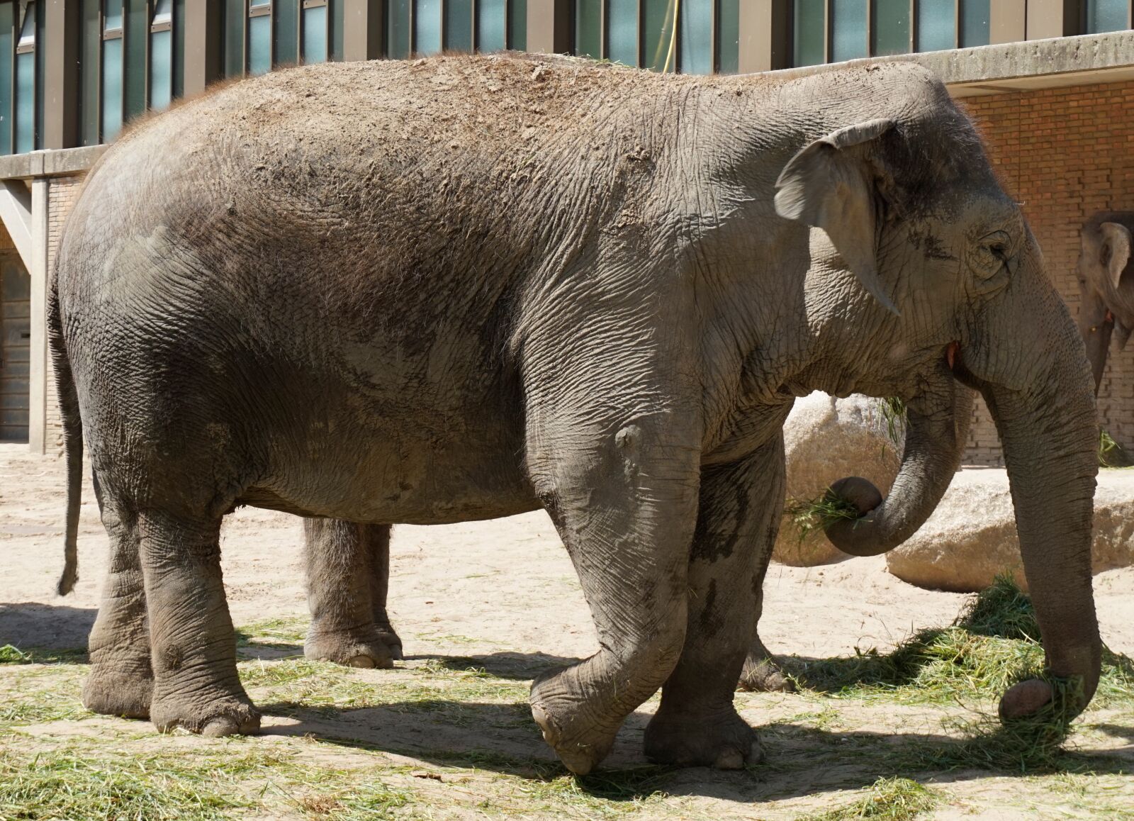 Sony Alpha a5000 (ILCE 5000) sample photo. Mammal, elephant, animal photography