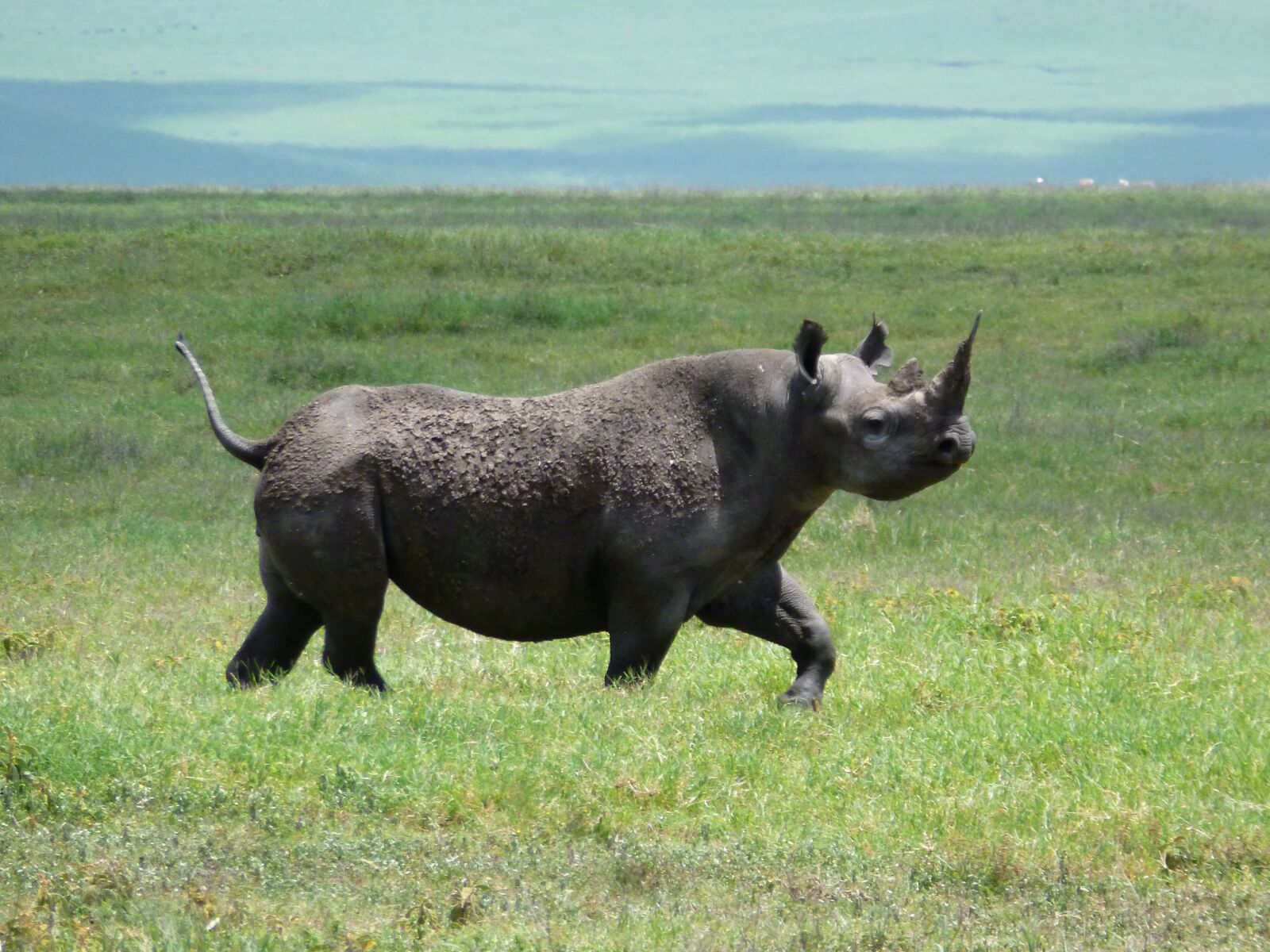 Panasonic Lumix DMC-ZS8 (Lumix DMC-TZ18) sample photo. Rhinoceros, africa, rhino photography