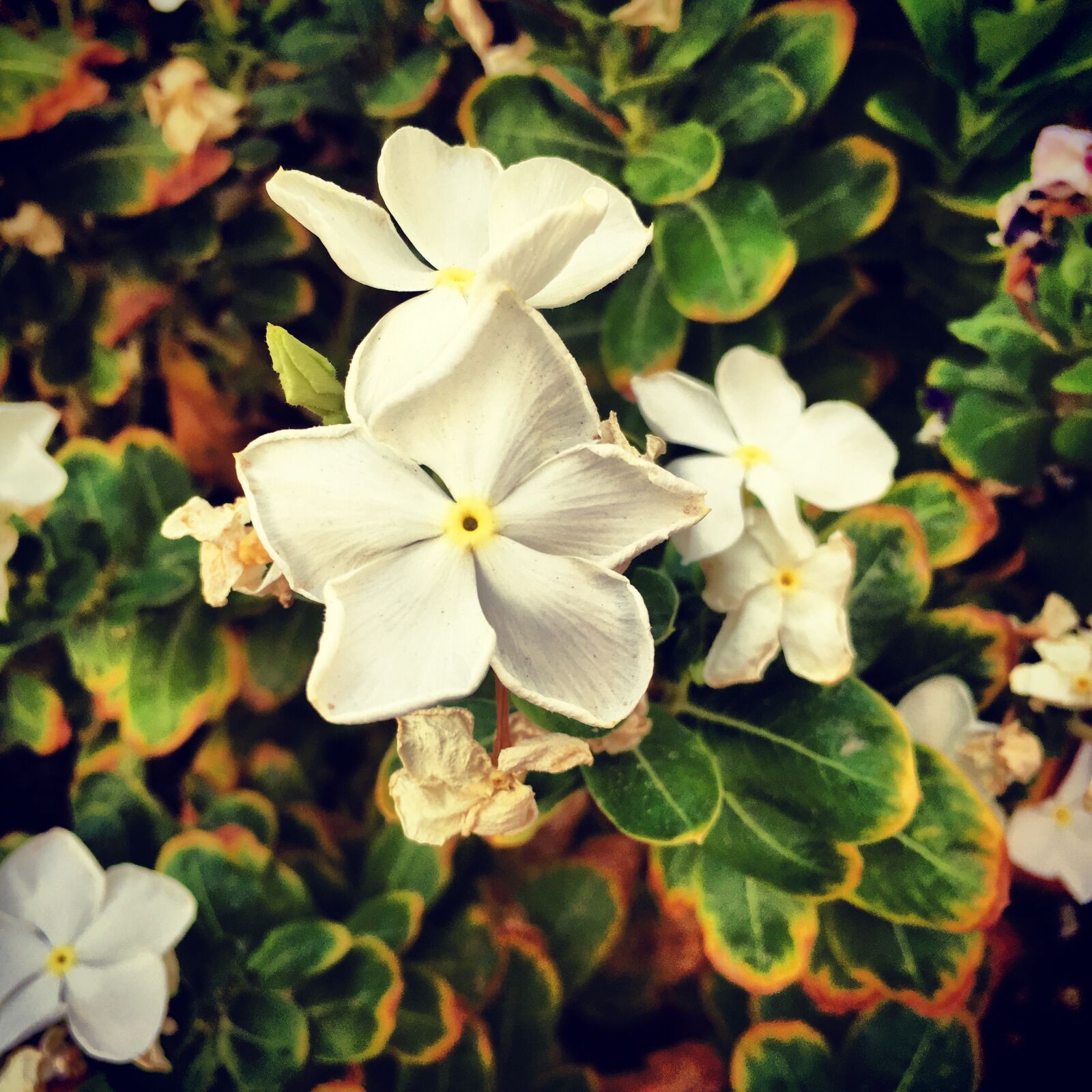 Apple iPhone 6s sample photo