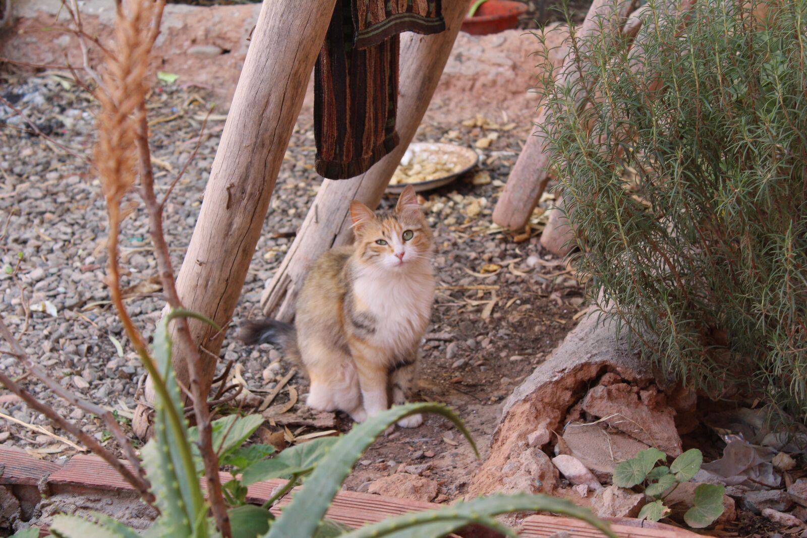 Canon EOS 1300D (EOS Rebel T6 / EOS Kiss X80) sample photo. Cat, animal, pet photography