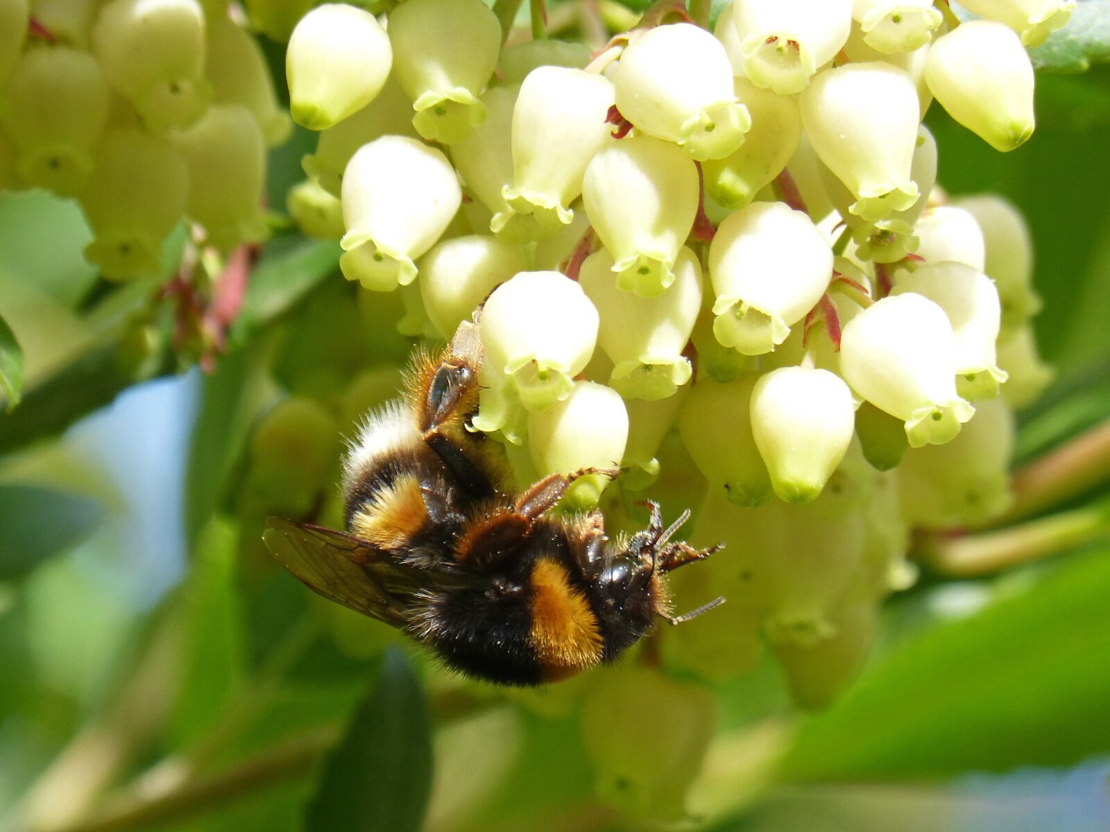 Panasonic DMC-FZ62 sample photo. Bumblebee, libar, flower photography