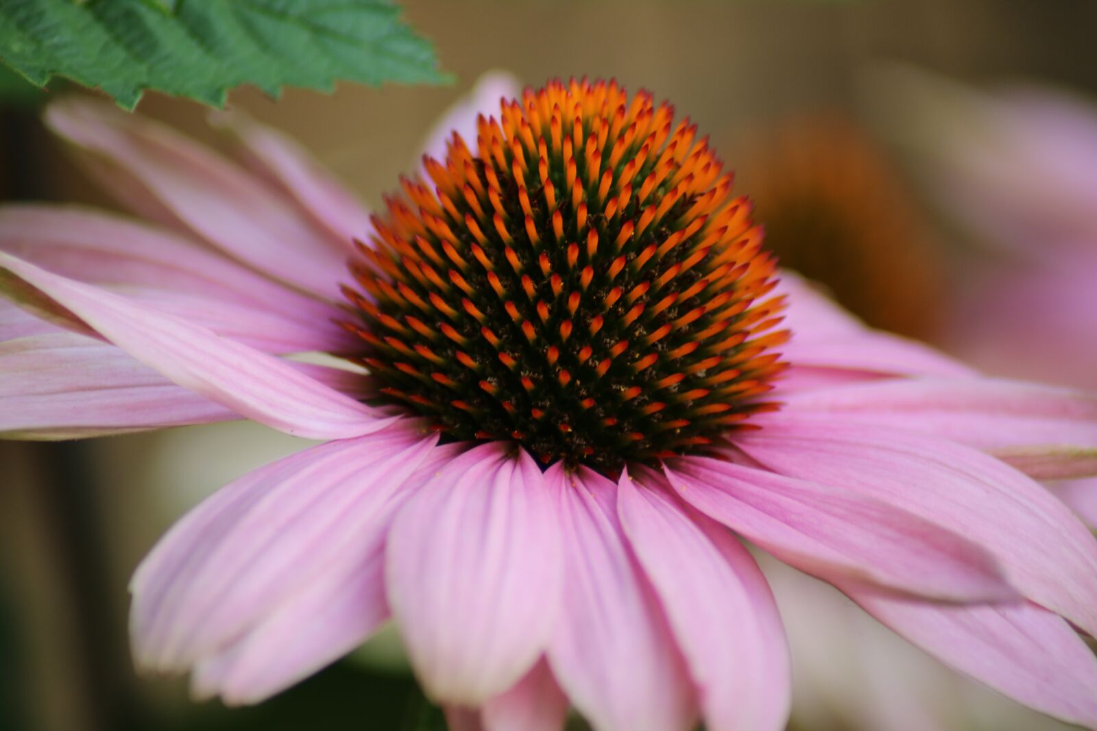 Canon EOS 750D (EOS Rebel T6i / EOS Kiss X8i) sample photo. Flower, nature, blossom photography