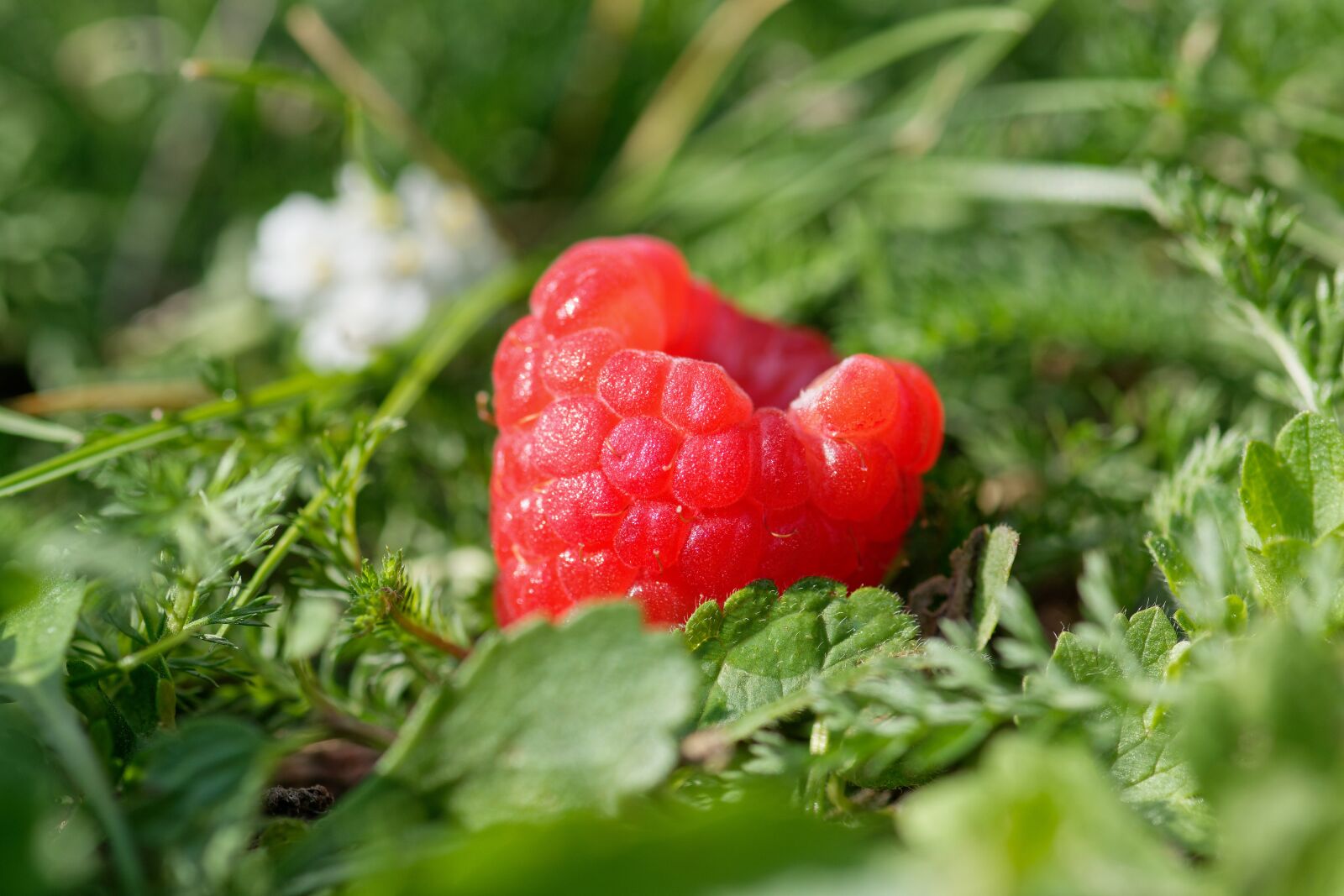 Nikon D7200 sample photo. Raspberry, bio, vegan photography