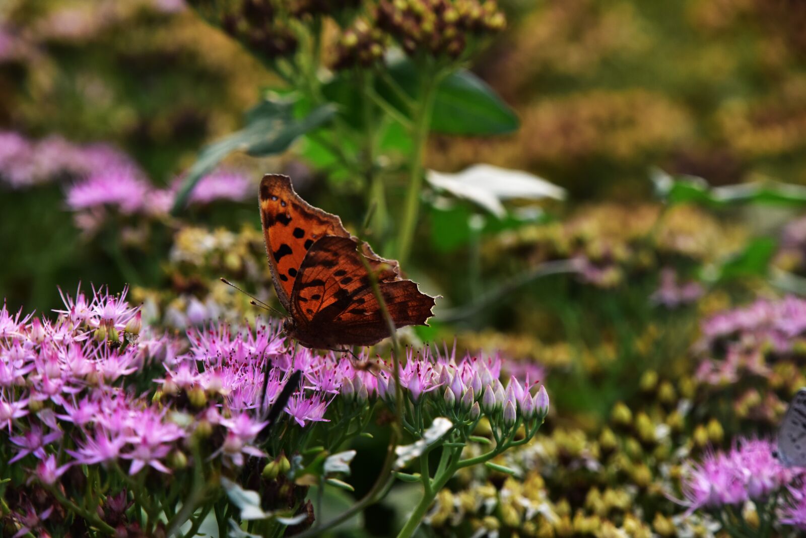 Nikon D810 sample photo. Butterflies photography