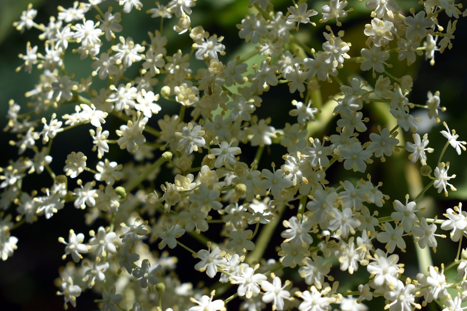 Nikon D3400 sample photo. Flower, spring, flowers photography