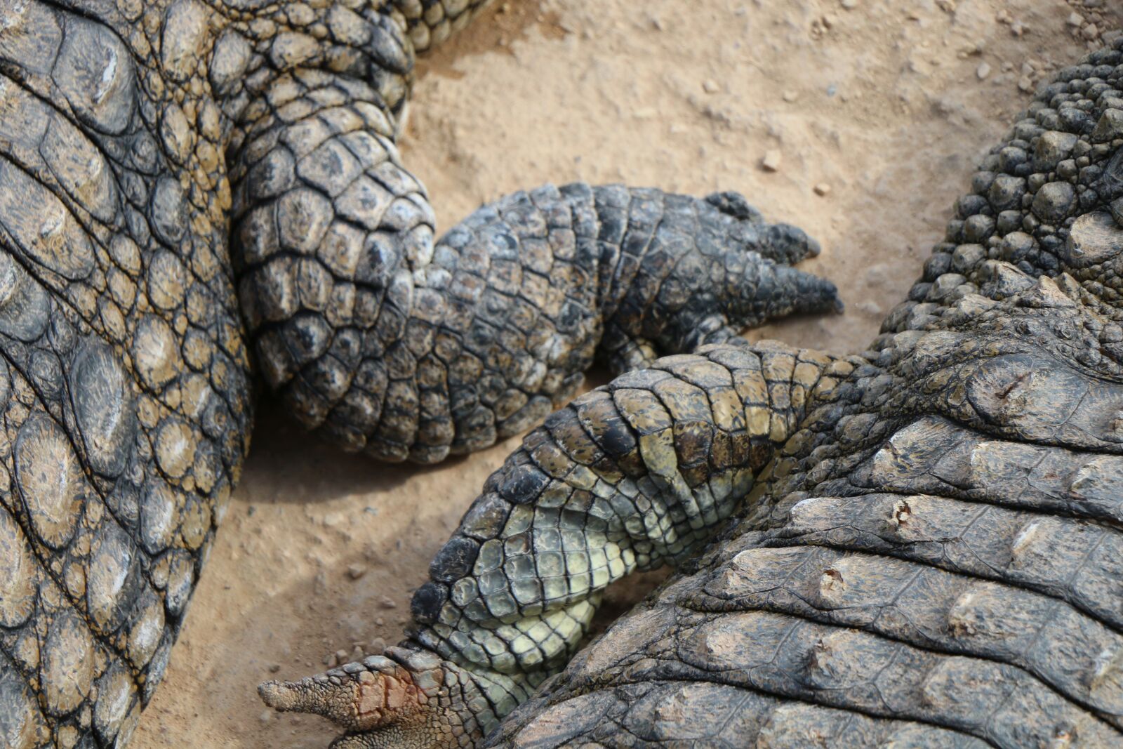 Canon EOS 70D sample photo. Crocodile, animal, teeth photography