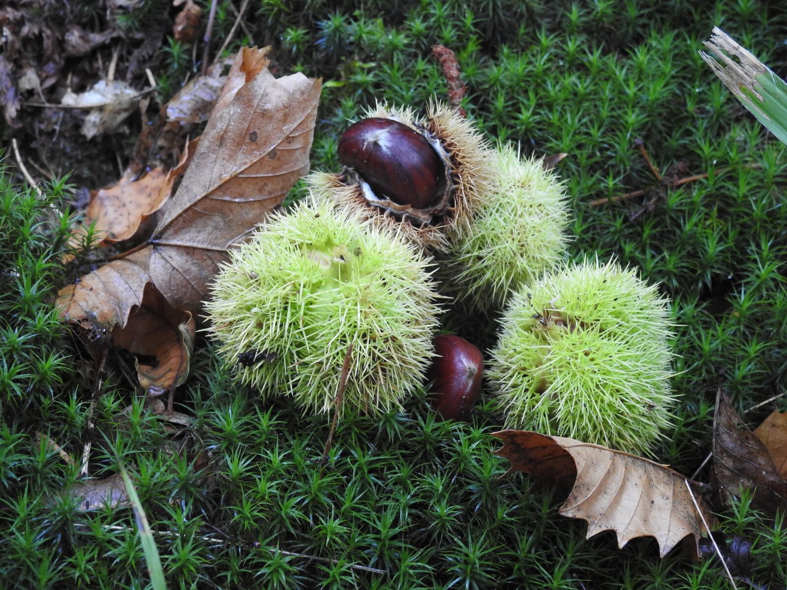 Nikon Coolpix P900 sample photo. Sweet chestnuts, leaves, autumn photography