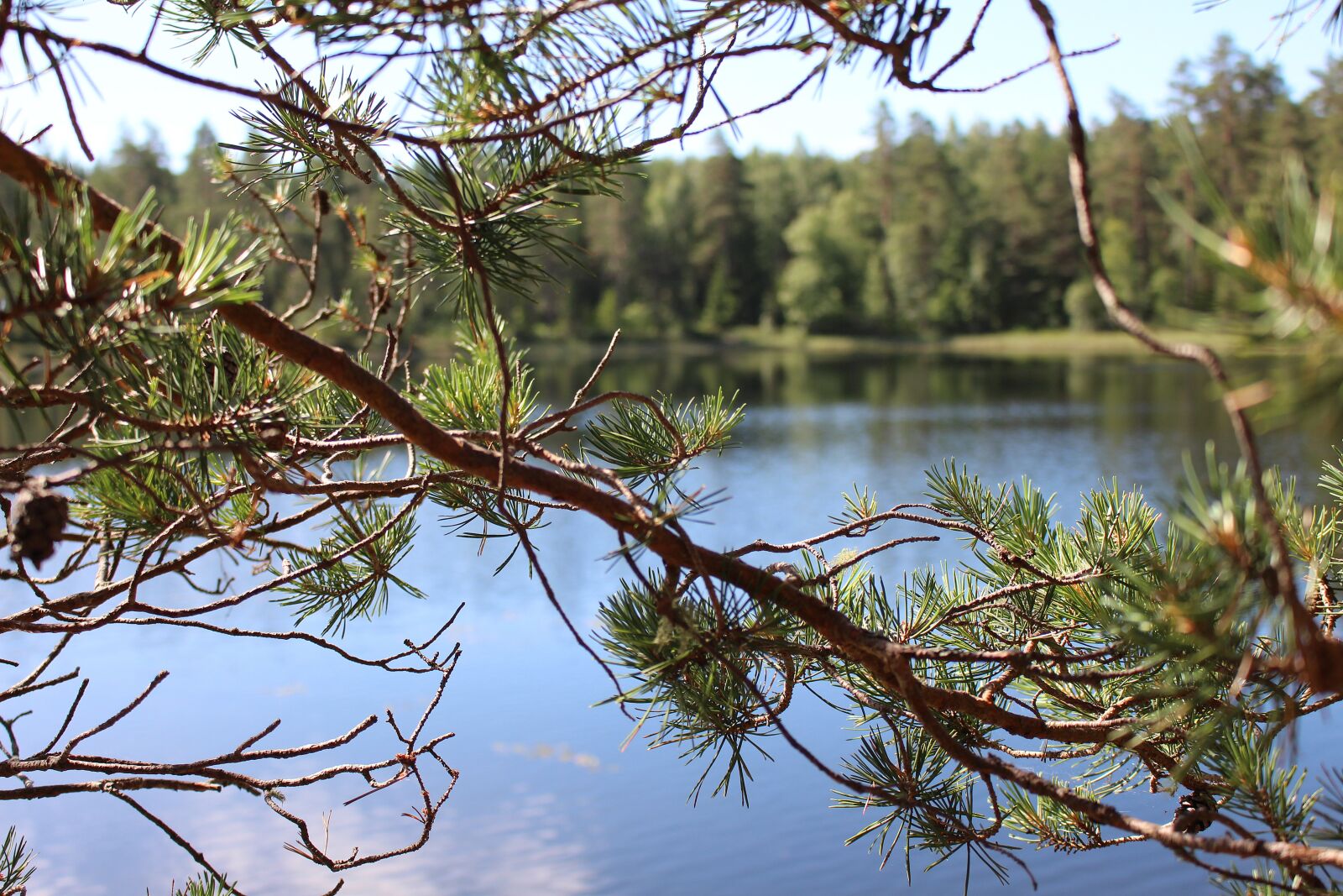 Canon EOS 700D (EOS Rebel T5i / EOS Kiss X7i) sample photo. Lake, sweden, branch photography