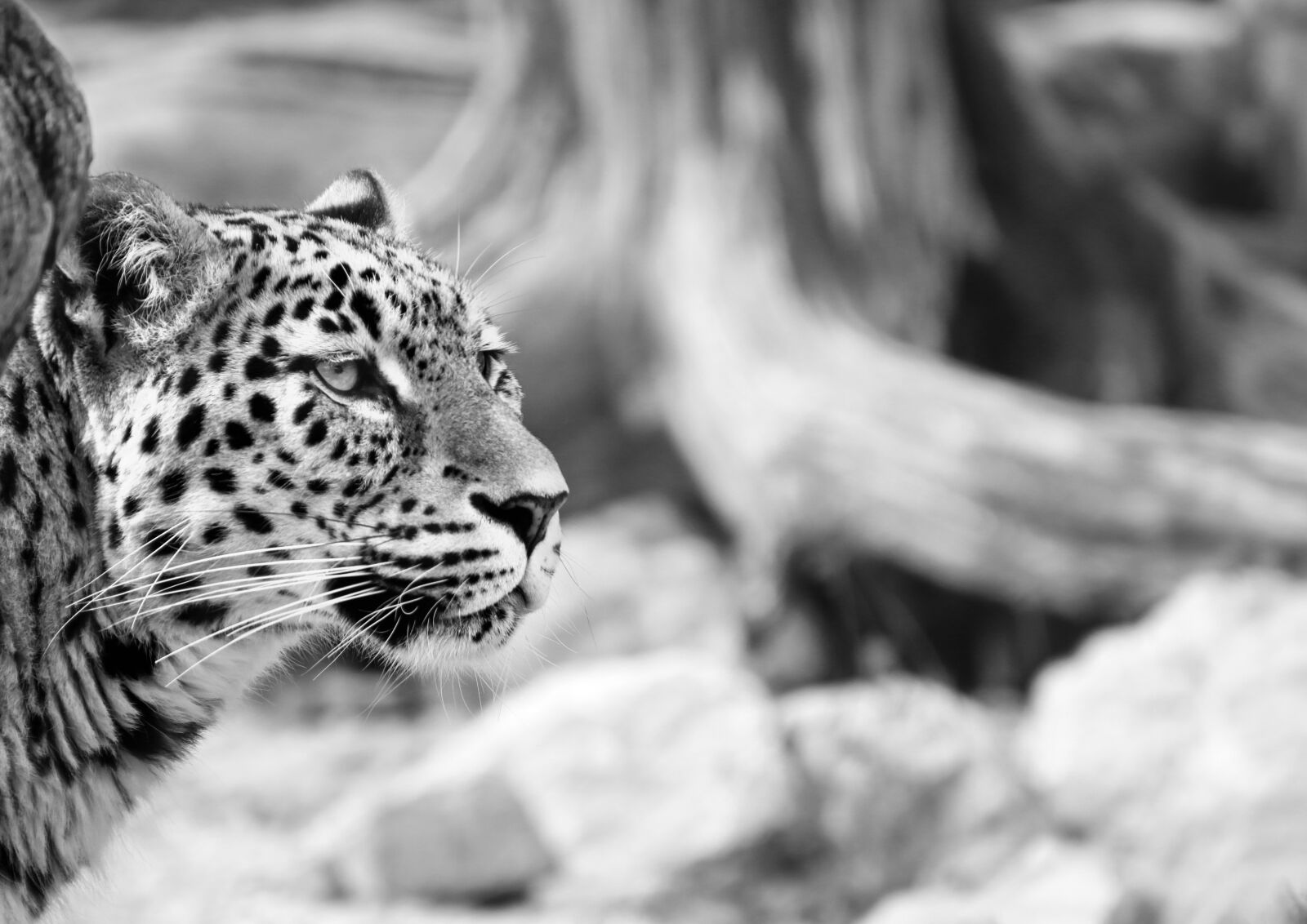 Canon EOS 70D sample photo. Leopard, persian leopard, black photography