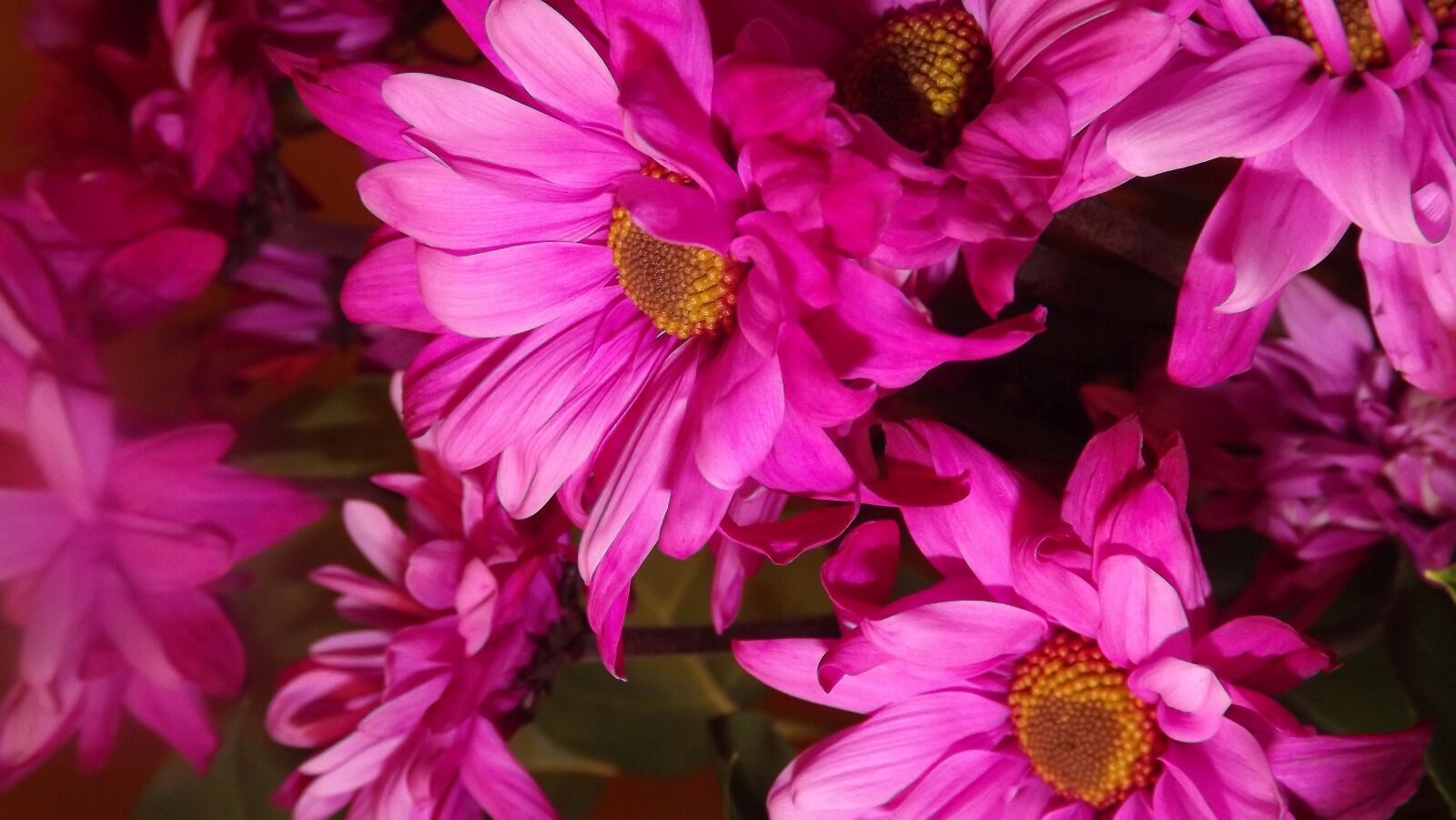 Fujifilm FinePix S3400 sample photo. Flowers, pink, margaretki photography
