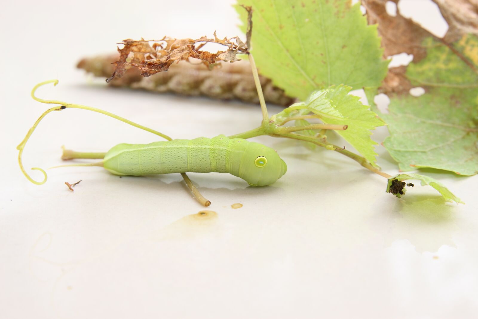 Canon EOS 700D (EOS Rebel T5i / EOS Kiss X7i) sample photo. Worms, green, insects photography