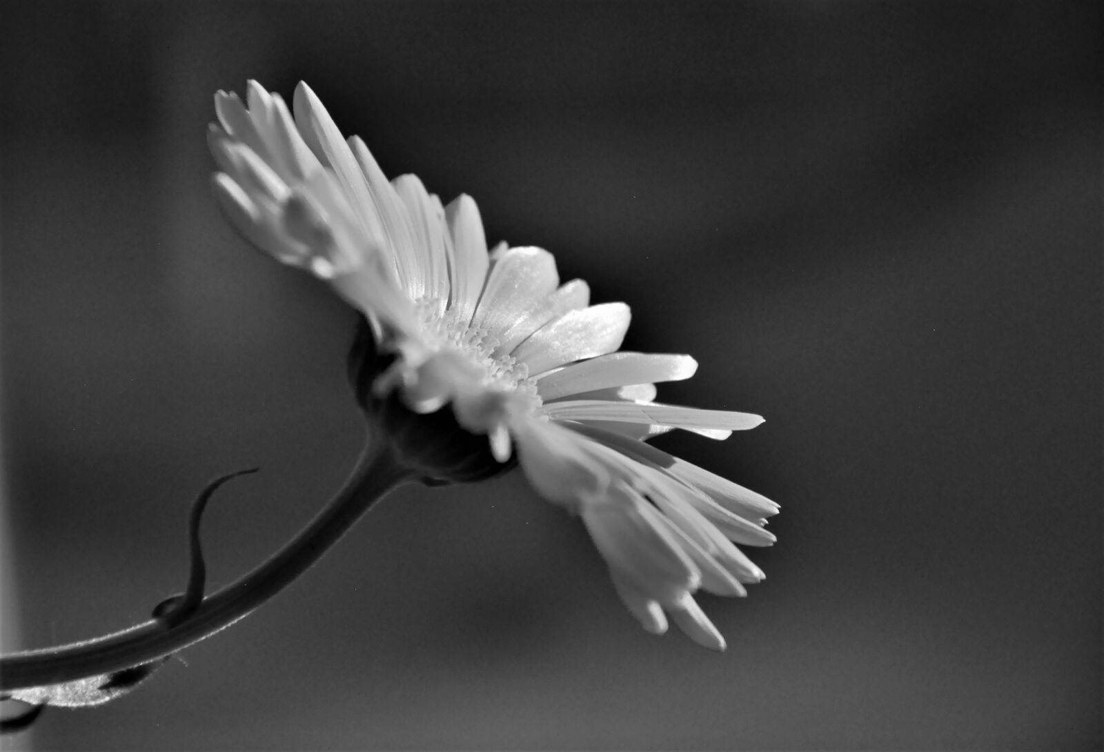 Nikon D90 sample photo. Blossom, bloom, close up photography