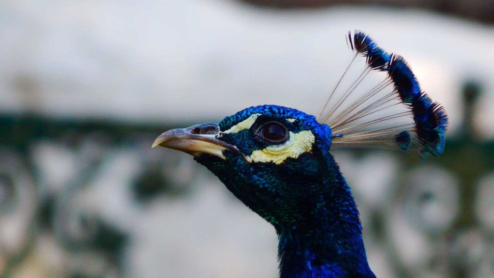 Nikon Coolpix L830 sample photo. Peacock, bird, fowl photography
