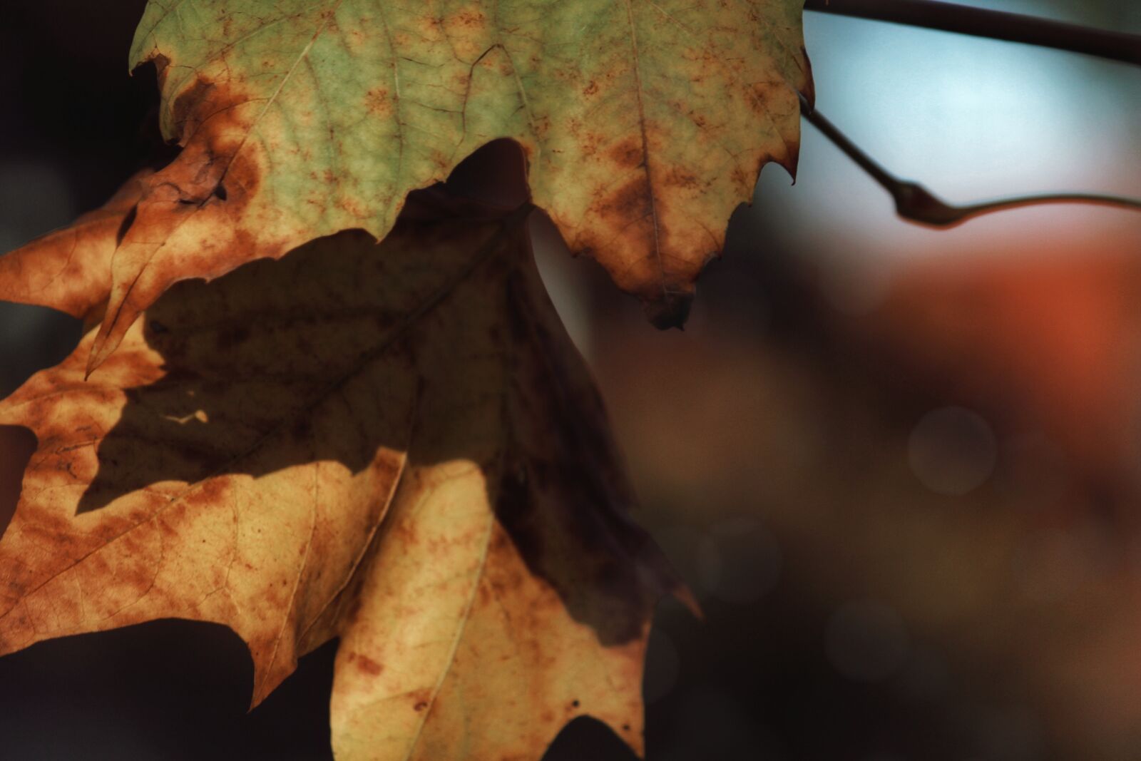 Canon EOS 1200D (EOS Rebel T5 / EOS Kiss X70 / EOS Hi) sample photo. Autumn, leaves, gold photography