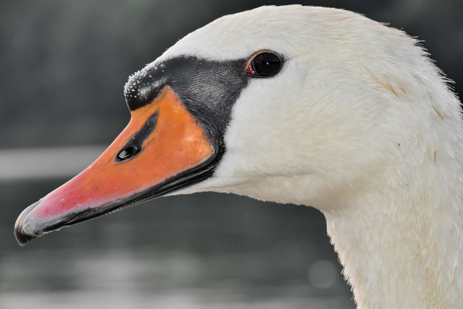 Nikon D5500 sample photo. Beak, detail, eye, portrait photography