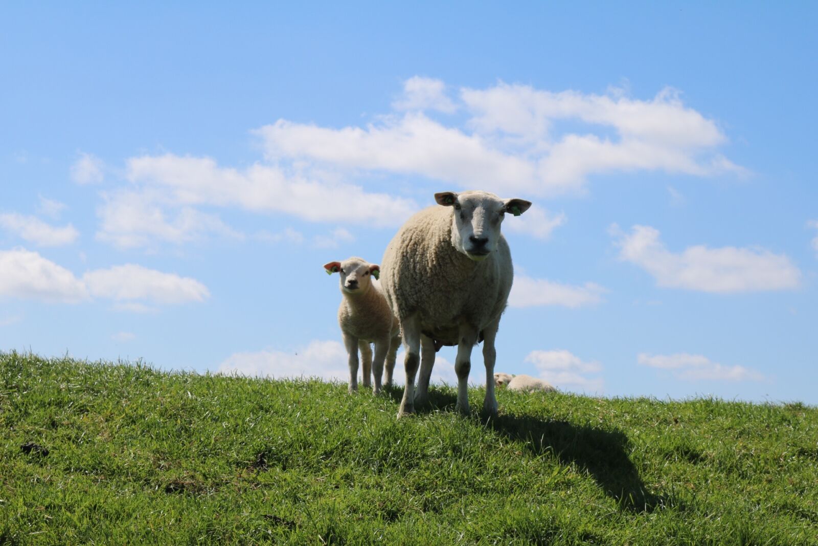 Canon EOS 750D (EOS Rebel T6i / EOS Kiss X8i) sample photo. Sheep and lambs, dike photography
