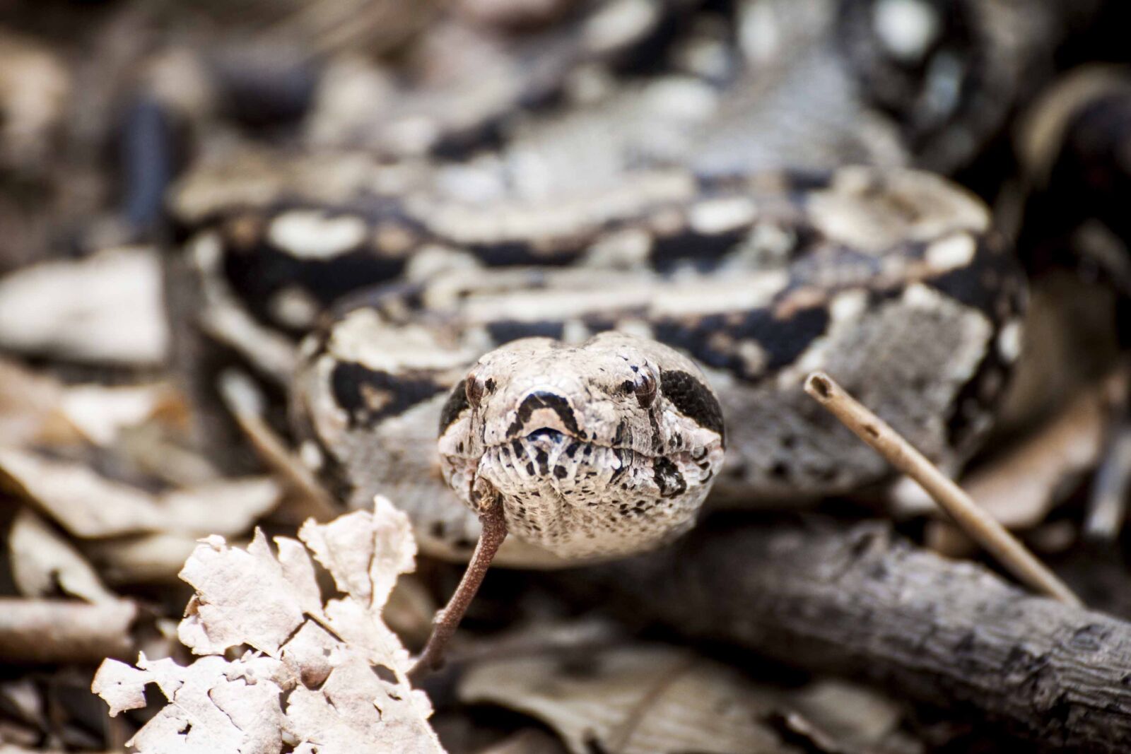 Canon EOS 50D sample photo. Snake, animal, reptile photography
