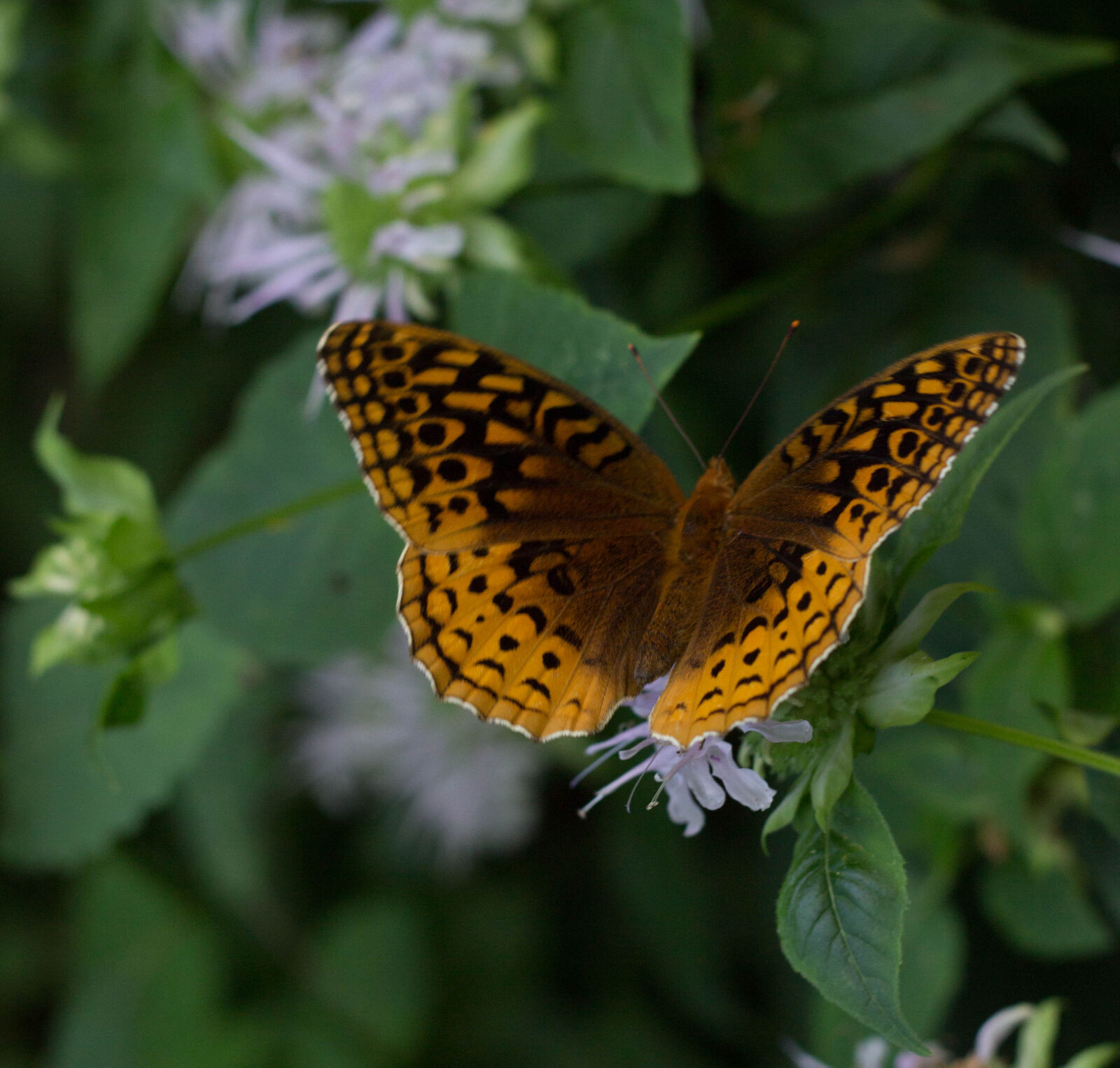 Canon EF 50mm F1.8 II sample photo. Nicolas, desarno photography