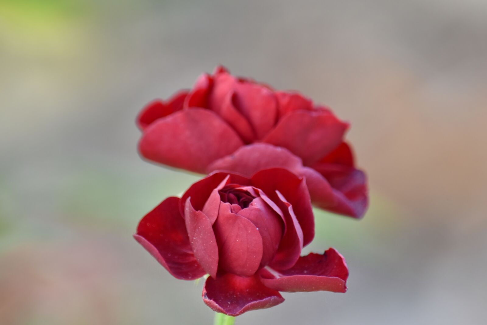 Nikon D5500 sample photo. Beautiful flowers, flower bud photography