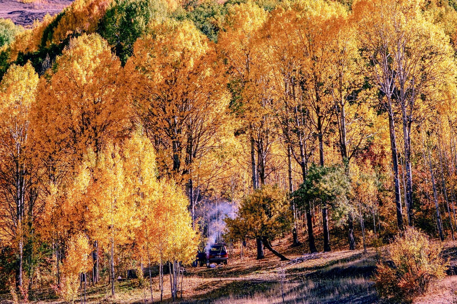 Nikon D7100 sample photo. Autumn, season, nature photography