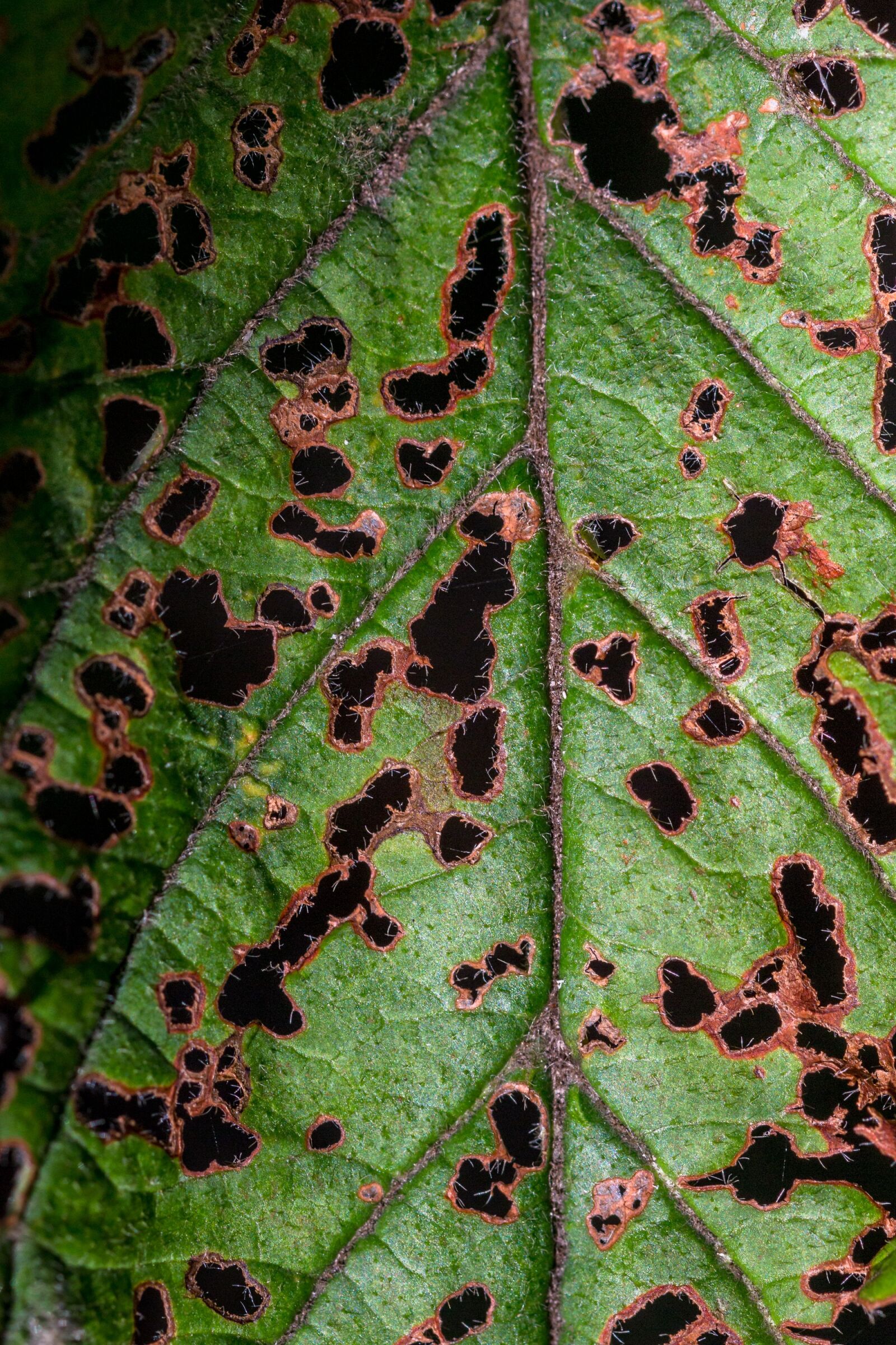 Canon EOS 70D sample photo. Leaf, nature, autumn photography