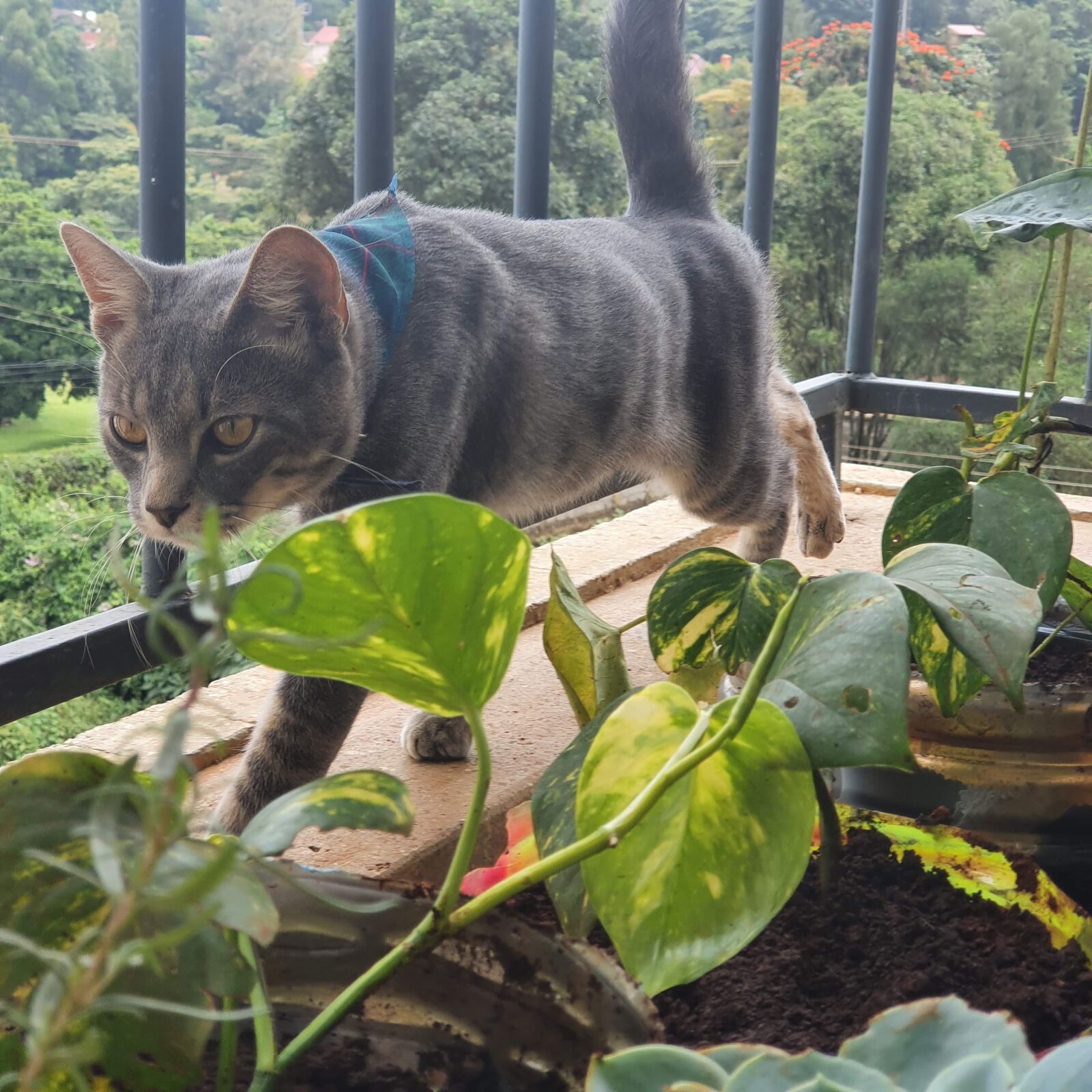 Samsung Galaxy S10 sample photo. Cat, garden, home photography