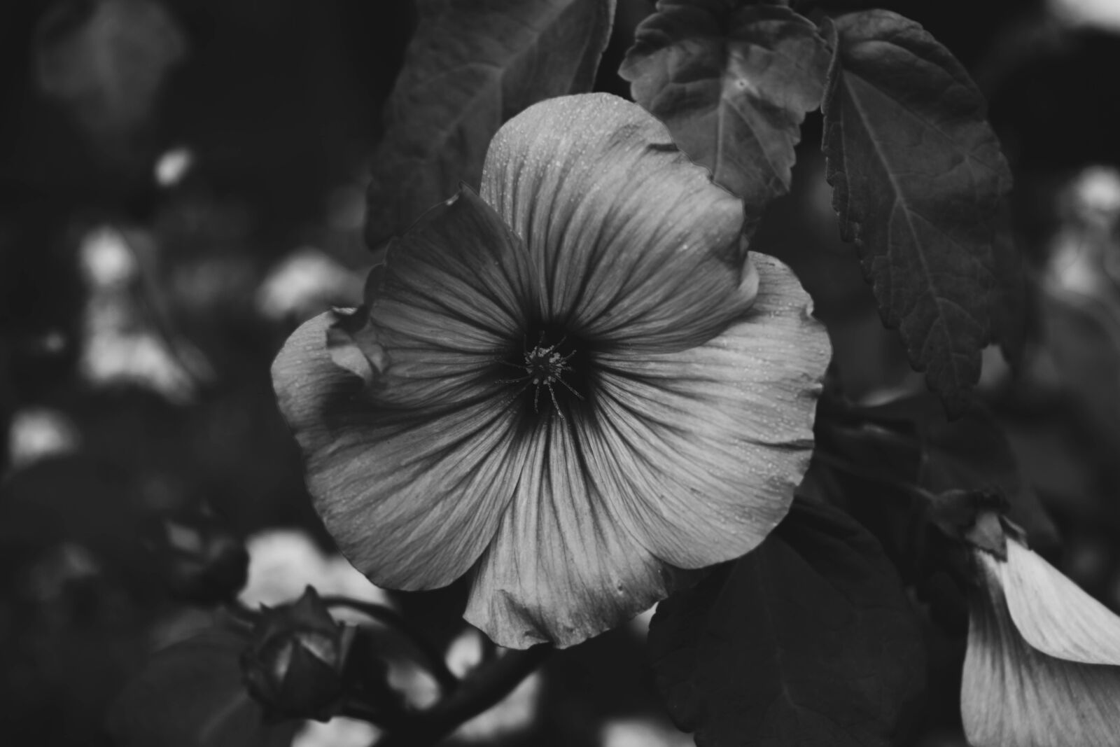Nikon D3300 sample photo. Autumn, black, and, white photography